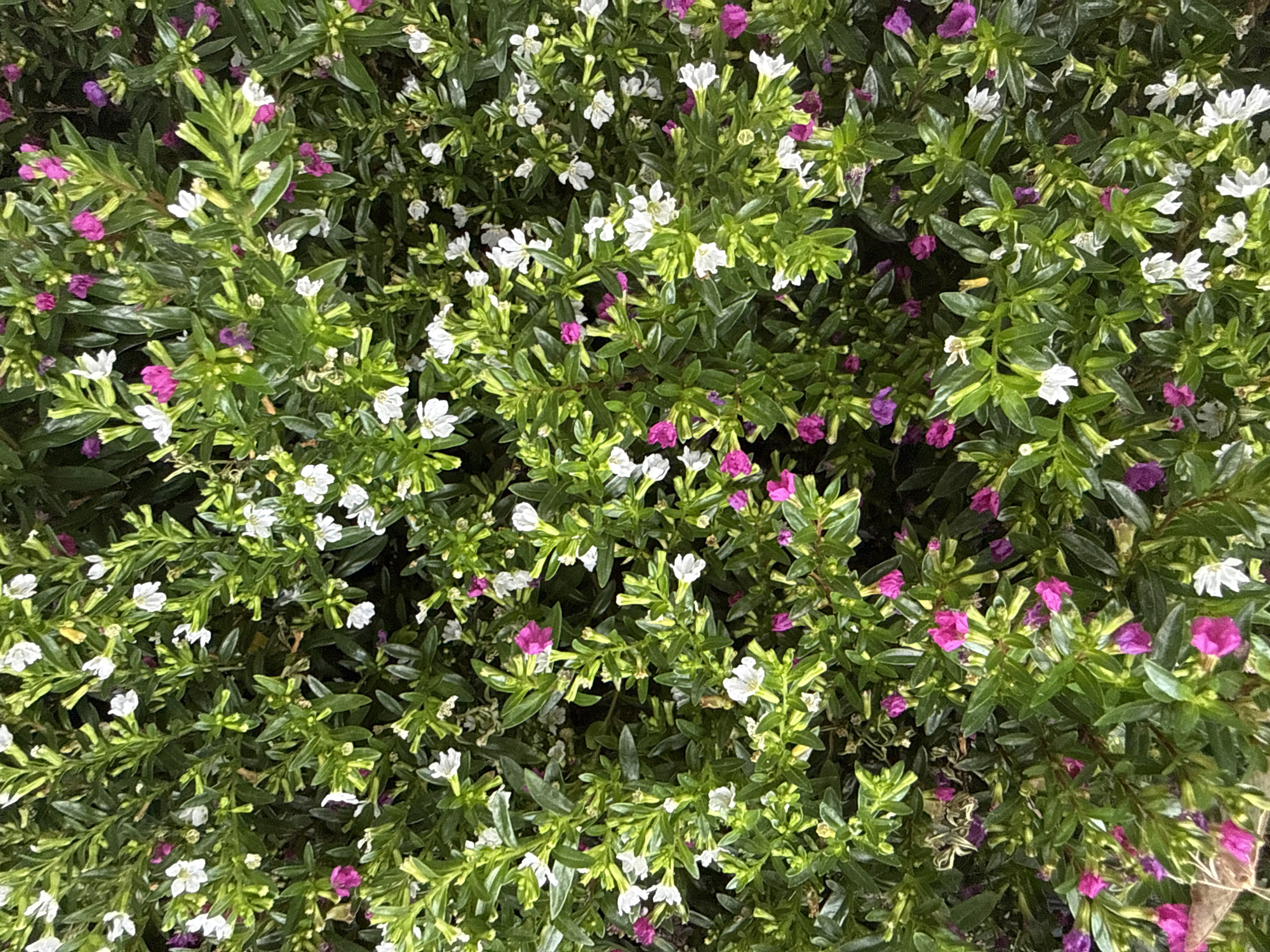 The image displays a dense cluster of green foliage with numerous small white and magenta flowers. The perspective is a close-up, overhead view of the plants, suggesting they are growing in a garden or natural setting. There are no people or distinct objects visible, and no actions or interactions are depicted. The environment appears to be an outdoor area, given the natural growth of the plants. The specific location in Bad Lauterberg im Harz, Germany, cannot be determined from the visual information provided in the image.