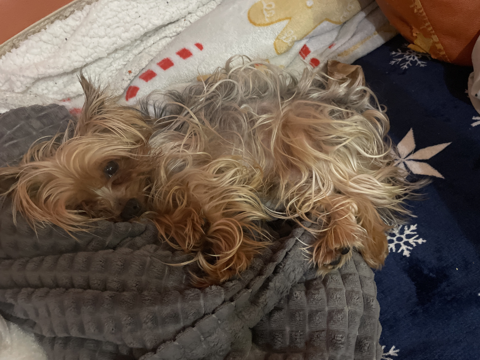 A small, shaggy-haired dog is resting comfortably on a grey textured blanket, likely indoors in Burgas, Bulgaria. The dog, resembling a Yorkshire Terrier, has long, somewhat disheveled fur in shades of light brown, blonde, and greyish-brown. Its eyes are partially open, gazing towards the left side of the frame, suggesting it is either dozing or observing its surroundings calmly.
The dog is nestled amongst several blankets, creating a cozy and warm environment. To its left, partially covered by the dog, is a white, fluffy blanket featuring red dashed lines and a yellow shape resembling a gingerbread man. To its right, a dark blue blanket adorned with white snowflake patterns is visible. A portion of an orange object, possibly a cushion or another blanket, can be seen at the top right corner. The grey blanket the dog is lying on has a distinct waffle-like or quilted texture. The overall atmosphere conveys a sense of comfort and relaxation. No specific time of day, weather conditions, or visible text can be identified from the image.