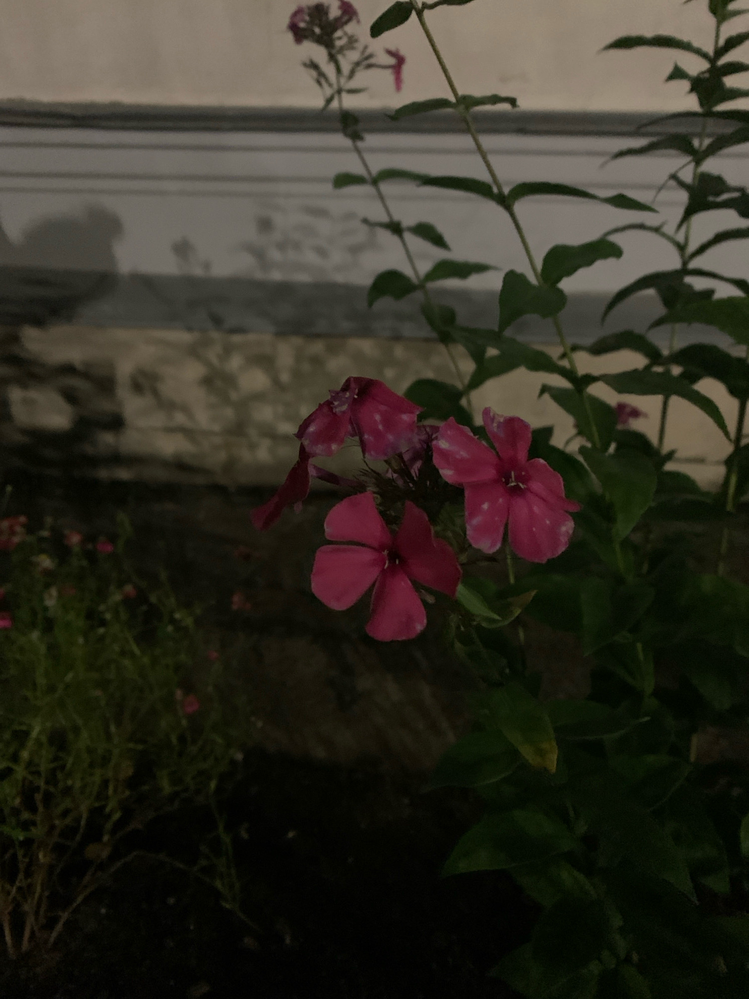 The image shows a cluster of vibrant pink flowers in the foreground, with several blossoms in focus and others blurred. The flowers have five petals each and appear to be growing on stems with green leaves. In the background, a dimly lit, textured wall is visible, with horizontal lines suggesting a building or structure. There is also a shadow cast on the wall, hinting at an external light source. The overall scene is dark, suggesting it was taken at night or in low light conditions. The specific location in the city of Arkhangelsk, Russia, cannot be determined from the visual information provided. There are no people or animals visible in the image, and no discernible actions or interactions are taking place. The environment appears to be an outdoor setting, possibly a garden or near a building.