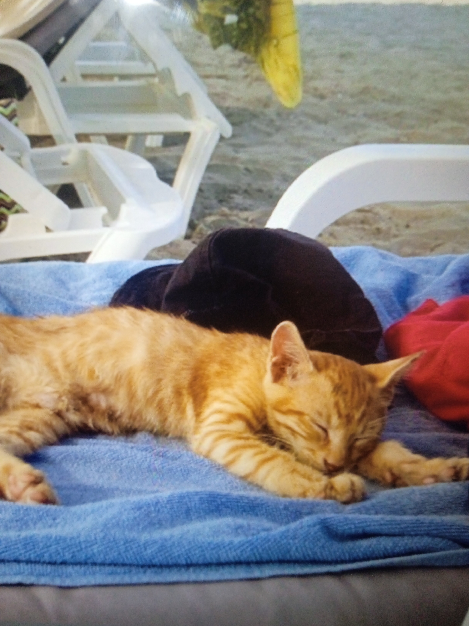 An orange tabby kitten sleeps peacefully on a blue towel. Behind the kitten, a dark cap rests on a red fabric. In the background, white beach chairs are visible, suggesting an outdoor setting. The overall environment appears to be sandy, possibly a beach. There is no indication of the location being in Chernivtsi, Ukraine.
