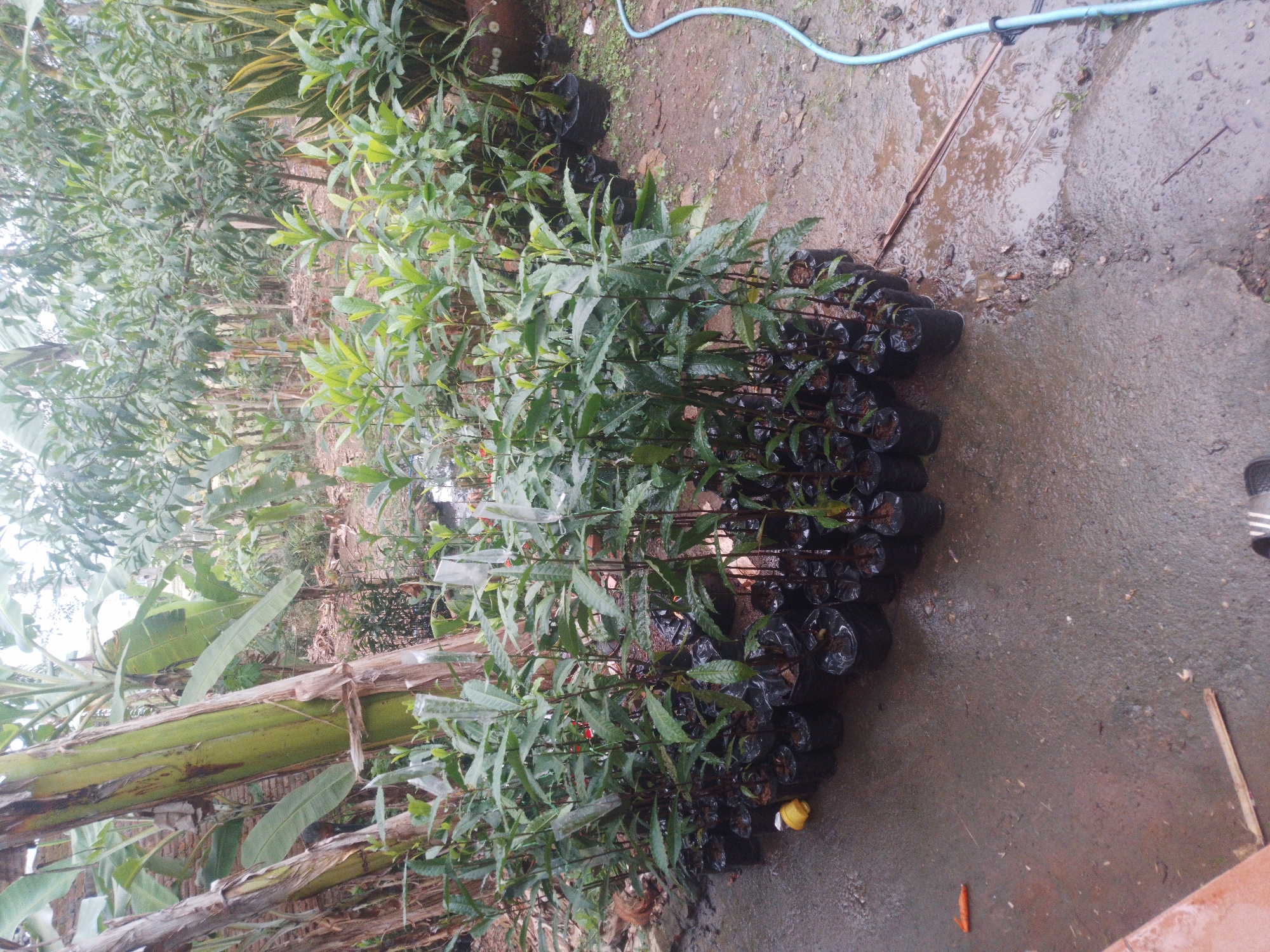 In Kebagoran, Indonesia, a collection of small plants, each individually potted in black plastic bags, are arranged in rows on wet, muddy ground. The plants are young, with multiple stems and green leaves, and many have clear plastic bags covering their upper portions. Some of the plants have yellow or red tags or markers near their base.
Behind the plants, a large banana tree trunk dominates the left side of the frame, with broad green leaves extending upwards and to the left. The background consists of more dense vegetation, including other trees and plants, with some visible in the distance. A light blue hose runs across the right side of the image, lying on the wet ground. The overall environment appears to be an outdoor nursery or garden area, with evidence of recent rain or watering. There are no people clearly visible in the image.