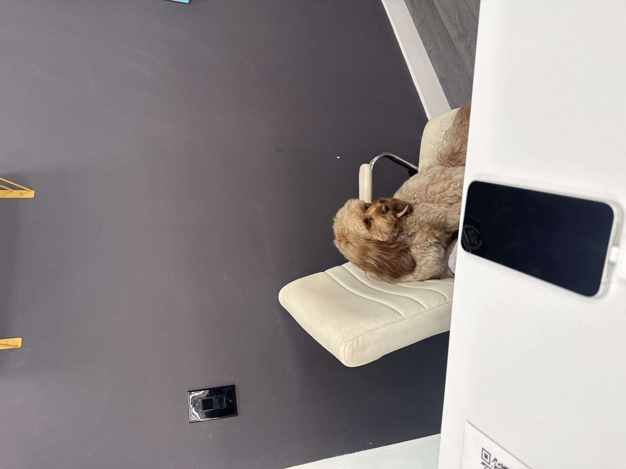 A light brown cockapoo dog sits on a cream-colored office chair with a metal frame, looking to its left with its tongue slightly out. The dog is positioned against a dark gray wall. In the foreground, a white desk occupies the bottom portion of the frame. On the desk, a black smartphone lies face down, and a paper with a QR code is visible to the left of the phone. A black light switch plate is mounted on the gray wall to the left of the dog. Yellow wall decor is visible at the top of the wall. The floor appears to be a gray wood-grain laminate. The scene is indoors, likely in an office environment. The specific location within Boca Raton, United States of America, cannot be determined from the provided image.