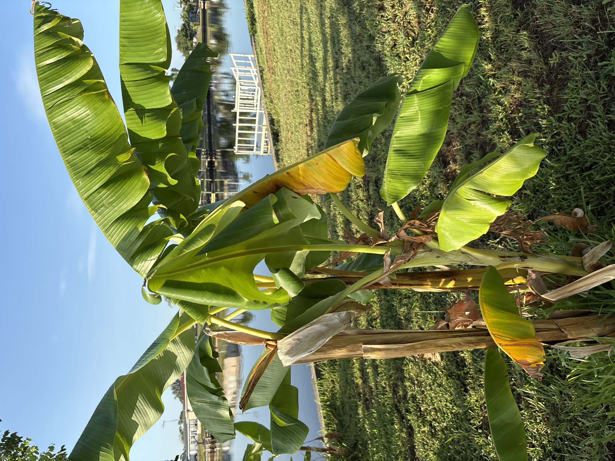 This image depicts a banana tree in the foreground, with its large green leaves partially obscuring the background. The banana tree exhibits some brown and yellowing leaves, suggesting it may be experiencing seasonal changes or stress. Behind the tree, a body of water, likely a canal or river, is visible. On the opposite bank of the water, there is a grassy area with a white dock or platform. In the distance, buildings and trees can be seen, indicating a developed area. The sky is clear and blue, and the sun is shining, casting shadows on the grass. The overall scene appears to be a residential or recreational area near a waterway, bathed in natural sunlight.