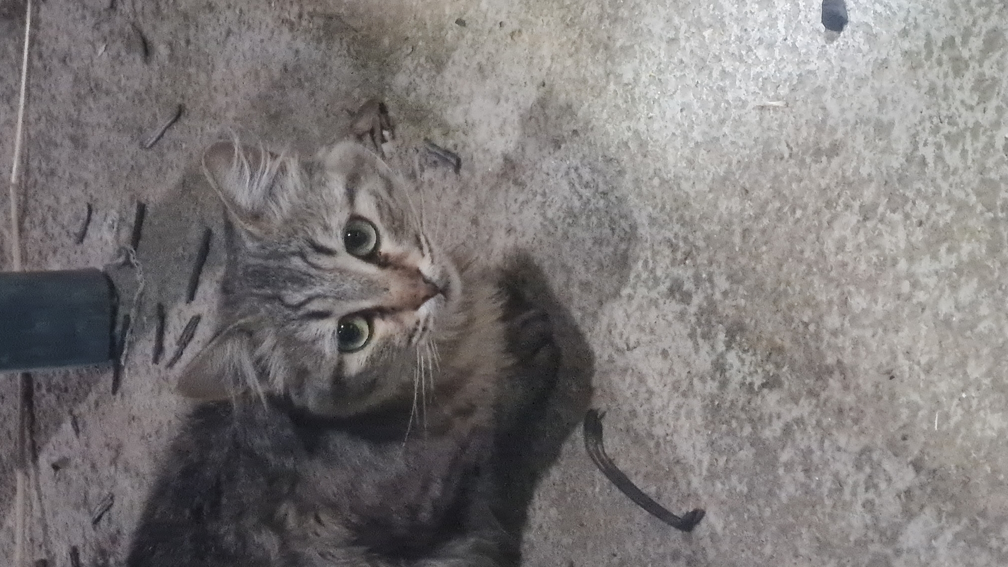 A grey and brown tabby cat with green eyes is looking up at the camera from a grey concrete floor. A black pipe runs horizontally along the left side of the frame. Debris such as sticks and pebbles are scattered on the floor around the cat. The image was taken in Lachish Regional Council, Israel.