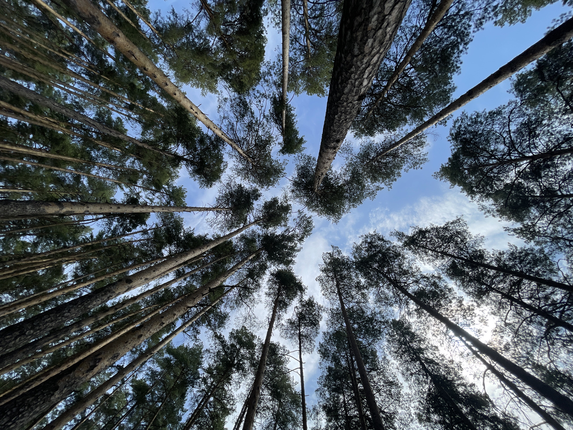 The image is a low-angle shot looking up through a dense forest of tall, straight trees towards a sky with scattered clouds. The tree trunks are primarily brown and gray, with rough bark textures visible. The canopy is dense, with green needles creating a thick ceiling overhead. Patches of light blue sky are visible between the trees, and some bright sunlight filters through the leaves.
There is no explicit indication this photo was taken in Izhevsk, Russia, and the image's origin remains unknown.