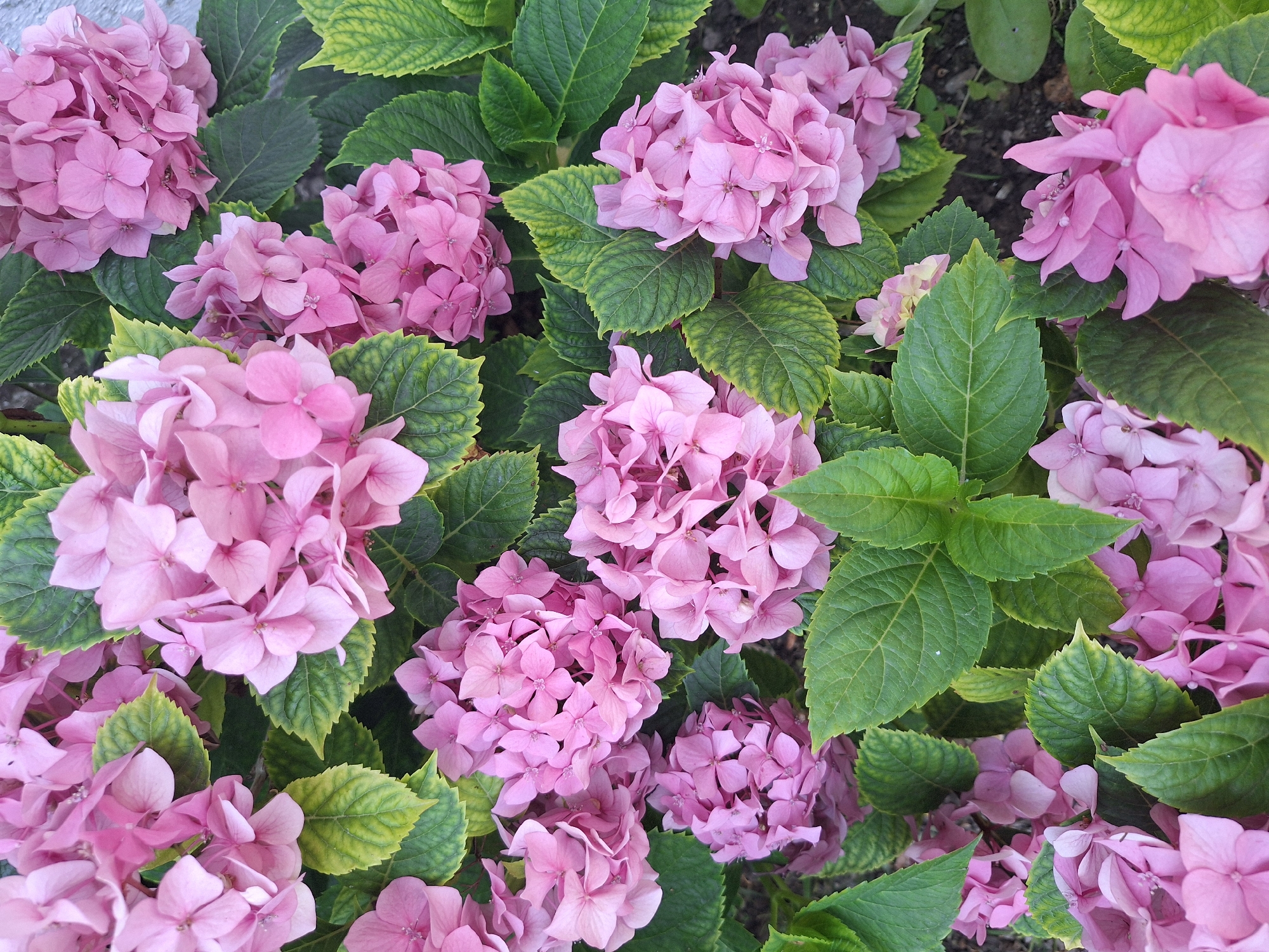 A close-up, eye-level, vertical shot captures a cluster of blooming pink hydrangeas, interspersed with their vibrant green leaves. The blossoms are clustered in spherical heads, with individual petals appearing delicate and slightly curled. The leaves are broad and serrated, some showing hints of yellowing at the edges. The background is a mix of dark soil and a light gray, textured surface, possibly a wall or stone. The overall scene is that of a natural, outdoor setting, likely a garden or park. There are no people or animals visible in the image. The lighting appears to be natural daylight, casting soft shadows. The image is focused on the textures and colors of the flora.
