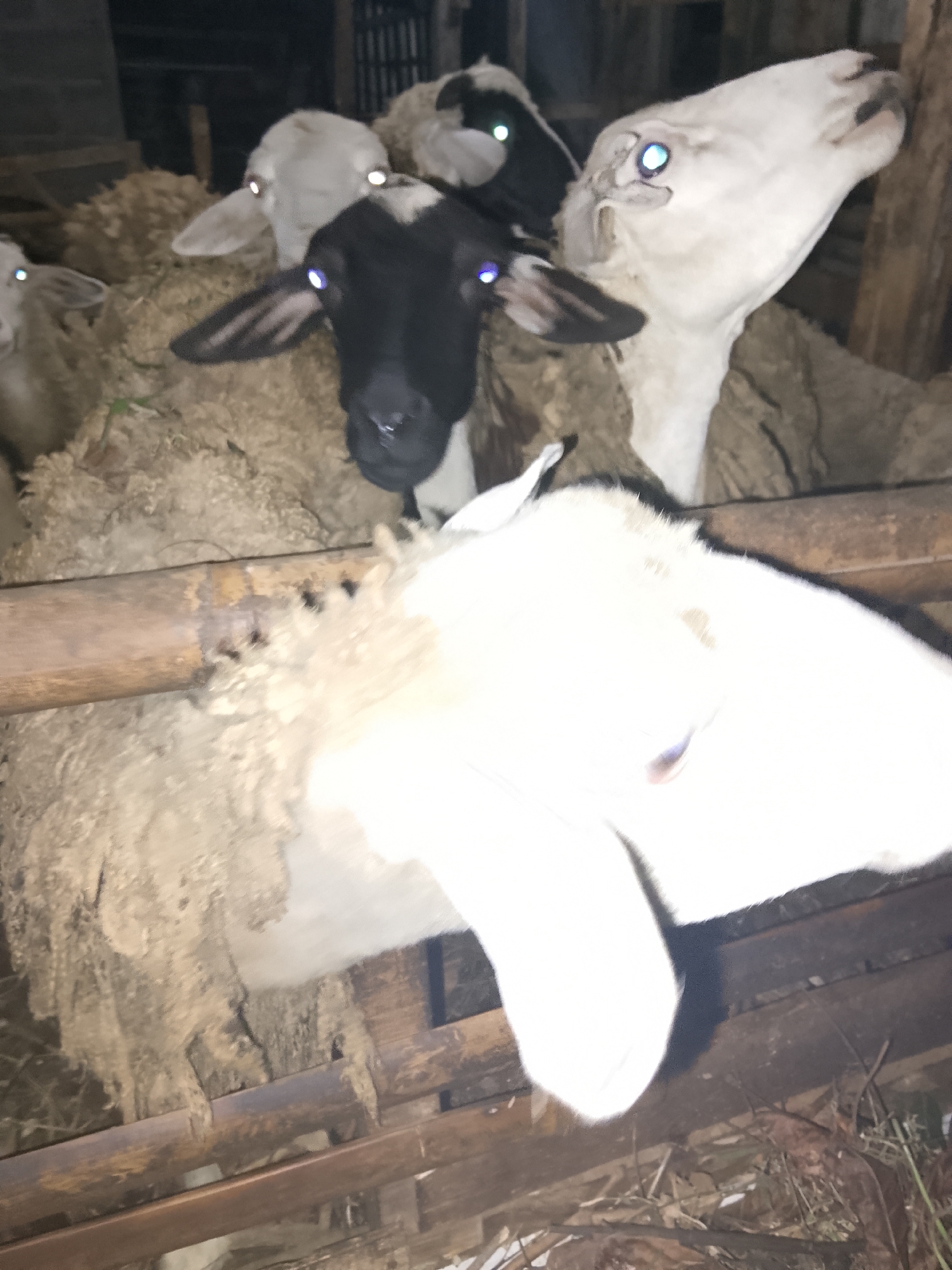 This is a photograph taken at night, presumably in a barn or pen, featuring a group of sheep. The sheep are of various colors, with some being predominantly white and one with a black face and white body. Their eyes reflect light, giving them a distinct glow. In the foreground, a large white sheep's head and neck are prominent, with its body partially visible. Behind it, other sheep are clustered together. The environment appears to be rustic, with wooden structures and straw or bedding material on the ground. The lighting is dim, with artificial light sources creating harsh reflections on the animals' eyes and illuminating parts of the scene. The overall impression is of a dimly lit enclosure housing several sheep. The specific location in Betonan, Indonesia, suggests a rural or agricultural setting within that region.