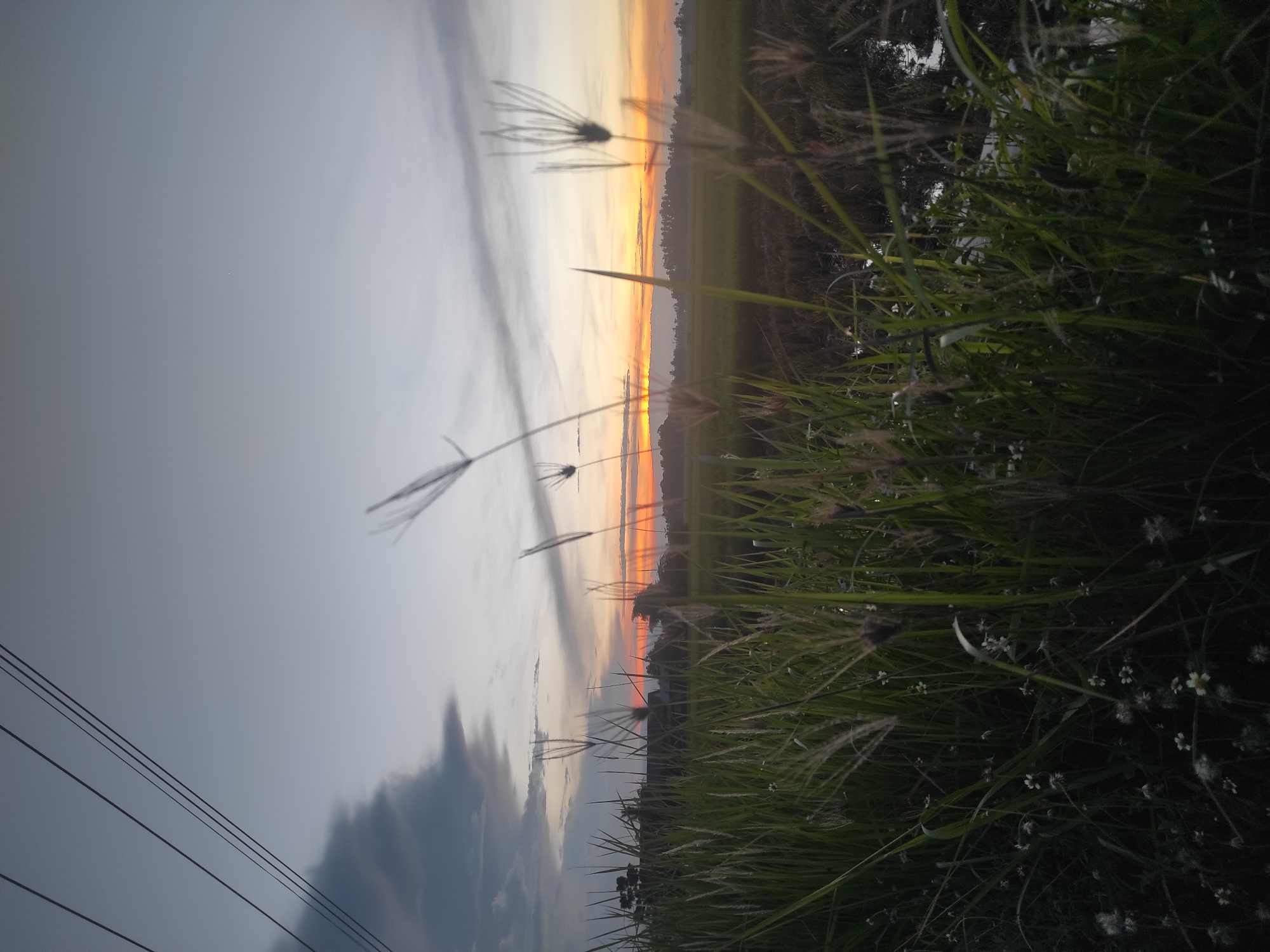 The image shows a landscape at sunset in Lhokseumawe, Indonesia. Tall green grass and weeds with small white flowers fill the foreground. The sky transitions from a gray-blue on the left to orange and yellow on the horizon. In the distance, there is a field or rice paddy. Silhouetted power lines are visible in the lower left corner.
