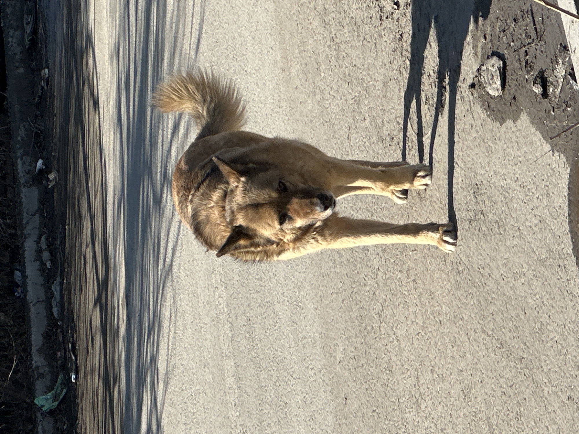 A dog stretches on a concrete surface. The image is taken from above, showcasing the dog's body and surroundings. The dog is brown and tan, with a bushy tail. The concrete area is gray, with linear shadows suggesting a location near trees or poles. Patches of dirt and debris are visible along the edges of the concrete. The setting appears to be urban, possibly a street or sidewalk. The scene is located in Kazan, Russia.