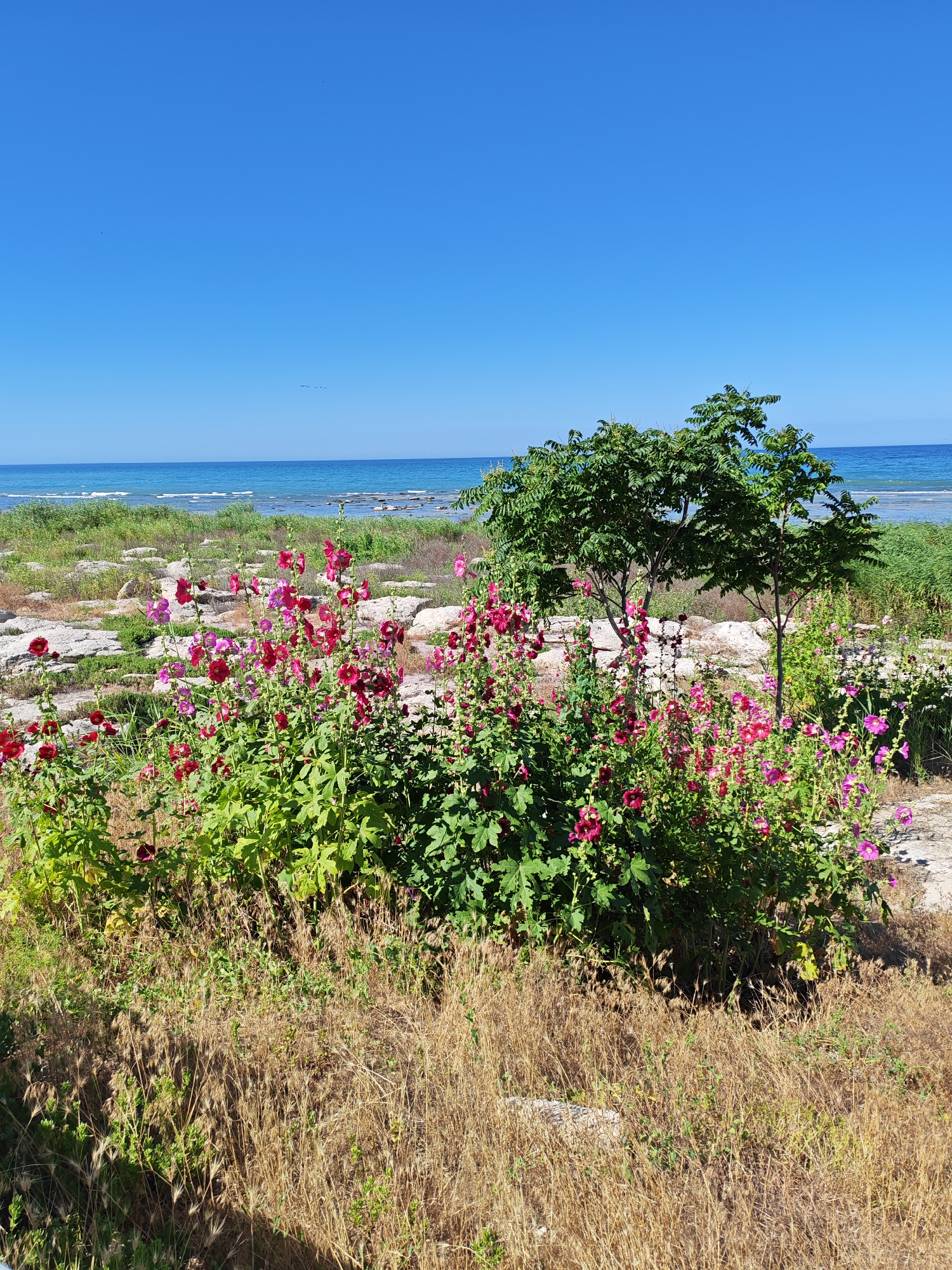 The image depicts a coastal scene with a clear blue sky and calm sea. In the foreground, a cluster of vibrant pink and red hollyhock flowers are in bloom, interspersed with lush green foliage. Behind the flowers, two small trees with dense green leaves stand tall. The ground around the vegetation is covered with dry grass and scattered white rocks, suggesting a natural, undeveloped area. In the distance, the turquoise sea meets the horizon under the bright blue sky. The overall impression is one of a serene and natural landscape. The image does not contain any people or actions.