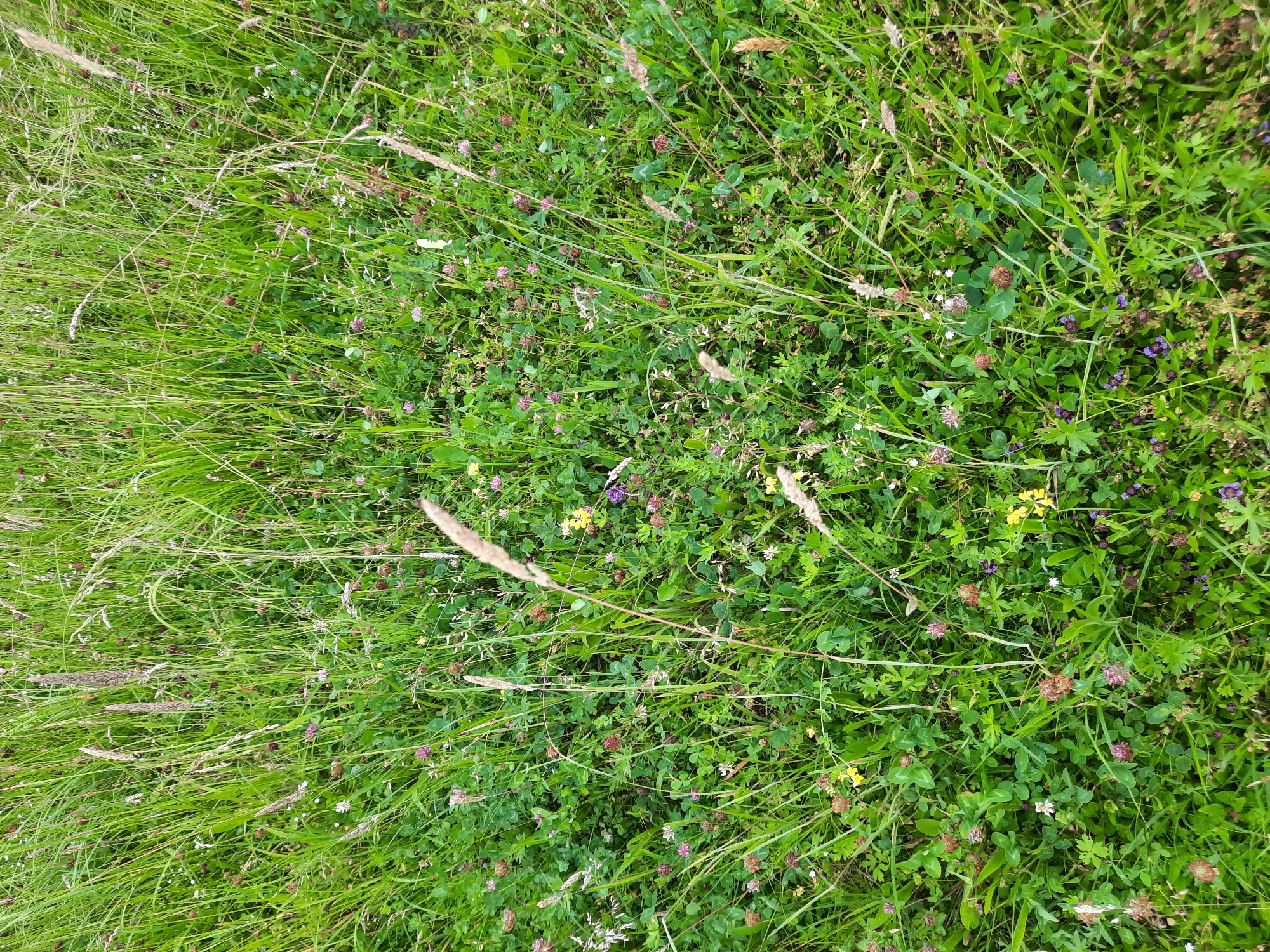 The image is an overhead view of a grassy field with small wildflowers. The grass is a vibrant green and appears lush and healthy. Interspersed throughout the grass are small clusters of purple, pink, and yellow flowers, as well as some dried seed heads and blades of straw. The overall impression is of a natural, untamed meadow. There are no people or man-made objects visible in the image. The lighting suggests it is daytime, and the scene is likely outdoors in a rural or natural setting. The presence of clover suggests a temperate climate. The image appears to be taken in Rosenheim, Germany.