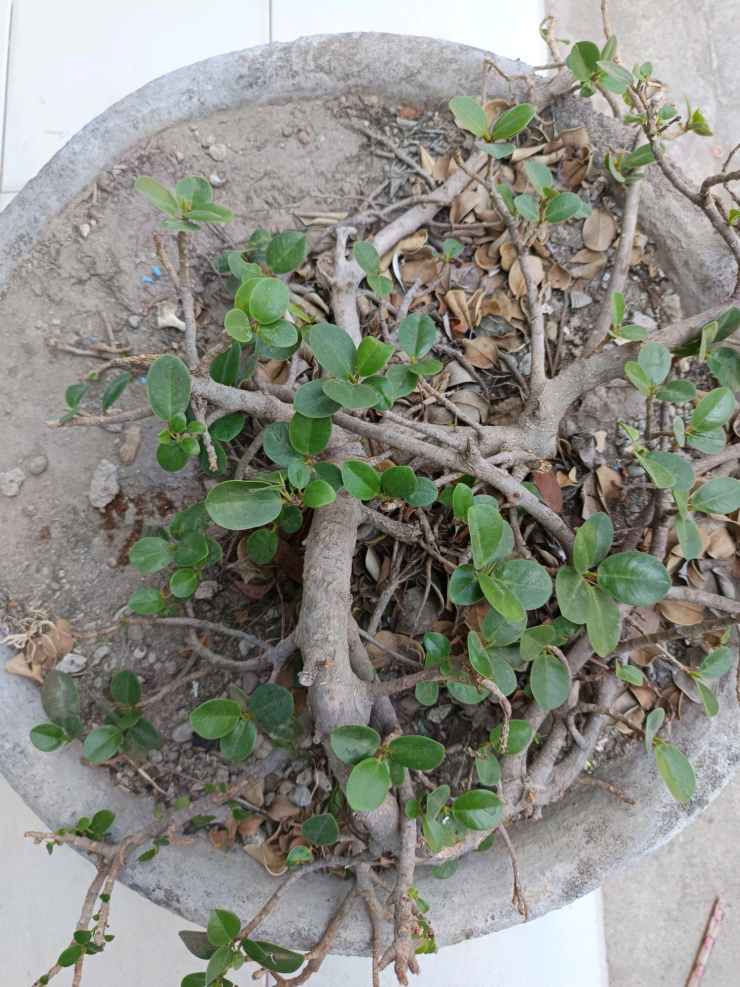 This is a top-down, eye-level, medium shot of a bonsai plant in a concrete planter. The plant has a thick, woody trunk and numerous branches with small, oval, green leaves. Some dried, brown leaves are scattered on the soil. The concrete planter is light gray and worn, with some visible texture and a slightly irregular edge. The background consists of a light-colored, tiled surface. The scene appears to be outdoors, possibly in a residential or public garden area in Labuhan, Indonesia, given the context. There are no people or animals visible in the image.