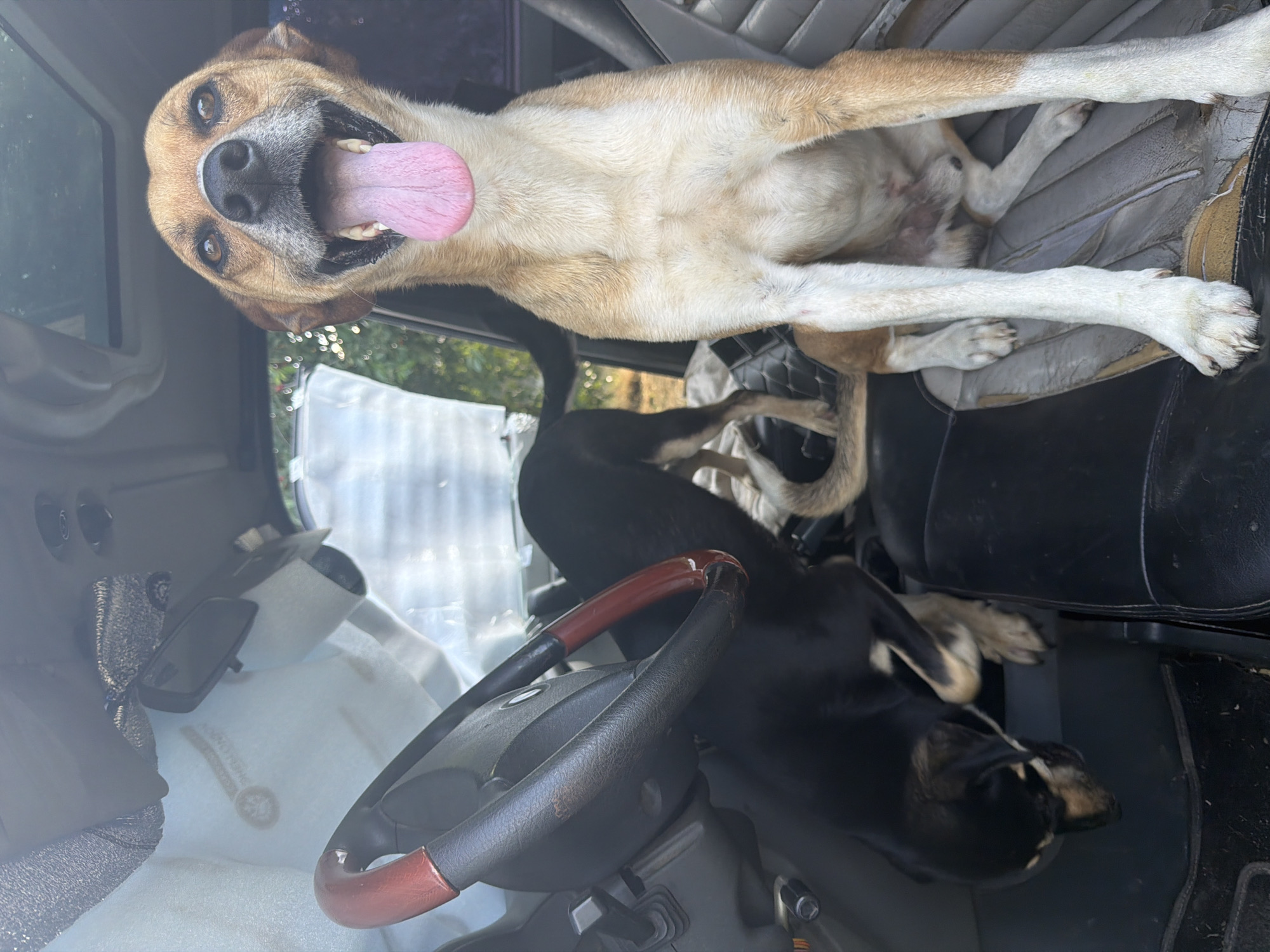Two dogs are inside a vehicle. The vehicle appears to be an older model, possibly a truck or van, based on the interior. The dog in the foreground is light brown and white with its mouth open and tongue hanging out, sitting on a damaged seat. It has a happy expression. Behind this dog, a black and tan dog is partially visible, standing or crouching near the steering wheel. The steering wheel is visible, with red accents on the rim. The interior of the vehicle shows signs of wear and tear, including ripped upholstery and dust. The background outside the vehicle suggests an outdoor setting, with greenery and sunlight visible through the windows. The scene is likely in Leningradskaya, Russia, as per the prompt's context, though there are no explicit visual indicators within the image to confirm this specific location.