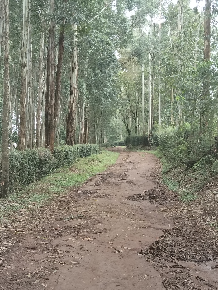 The image displays an unpaved dirt road traversing a densely forested area within Nyansiongo ward, Kenya. The road, characterized by reddish-brown earth, is uneven, marked with shallow ruts and depressions, and covered with scattered dry leaves and organic debris. It extends from the foreground, gently curving towards the right, and recedes into the dense tree line in the mid-ground. On the left side of the road, a narrow strip of green grass precedes a manicured, dense green hedge approximately waist-high. Behind the hedge, numerous tall, slender trees, consistent with eucalyptus species, exhibit light-colored, smooth trunks and dense, grey-green foliage, forming a distinct arboreal wall. On the right side, the immediate roadside features scattered dry leaves and sparse green vegetation, transitioning into a denser growth of unkempt shrubs and smaller trees before meeting another line of tall trees, similar to those on the left. The tree canopy largely obscures the sky, indicating a heavily shaded environment under diffused natural light. No human or animal subjects are present in the scene.