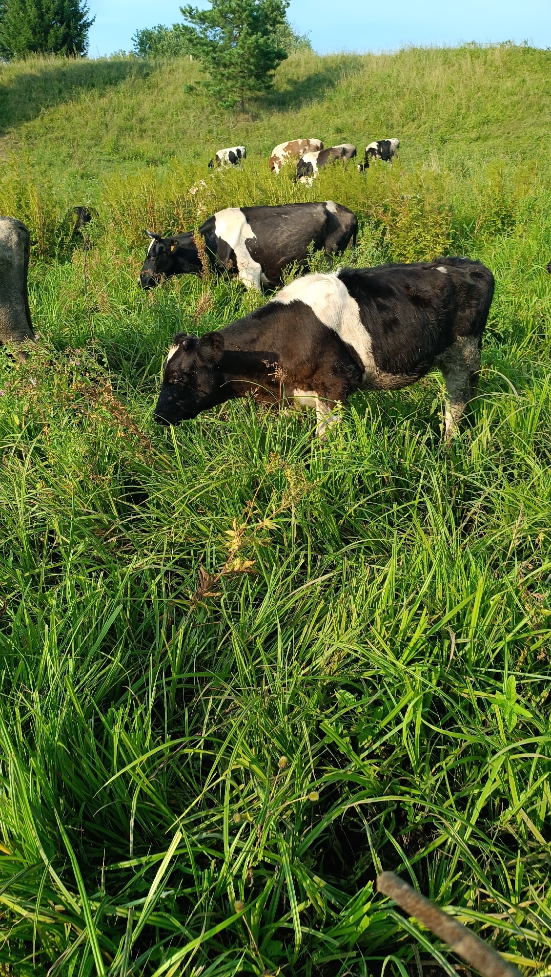 A group of black and white cows graze in a grassy field on a sunny day. The field is sloped with trees on the horizon. In the foreground, a cow is bent down, eating grass. The lighting suggests it is late afternoon. The location is not specified in the city of Karsha, Russia.