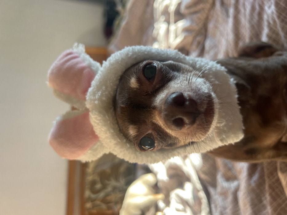 The image displays a close-up, eye-level perspective of a small, short-haired dog, appearing to be a Chihuahua or similar breed, situated indoors within what is presumed to be a private residence in Saint Petersburg, Russia. The dog's coat is primarily brown with lighter tan or white markings visible around its muzzle and chest. It is wearing a white, fuzzy hooded costume featuring prominent, upright bunny ears with pink inner lining. The dog's dark, wet-looking nose is centered in the frame, directly below its dark, reflective eyes, which are gazing forward. Fine whiskers protrude from its snout. The background is shallowly focused, rendering details indistinct. To the immediate left of the dog, a blurry light-colored object, potentially another animal or fabric, is partially visible, adjacent to a section of wooden furniture. The right side of the background shows a blurred, patterned textile surface, likely bedding. The lighting is soft and diffused, illuminating the subject evenly.