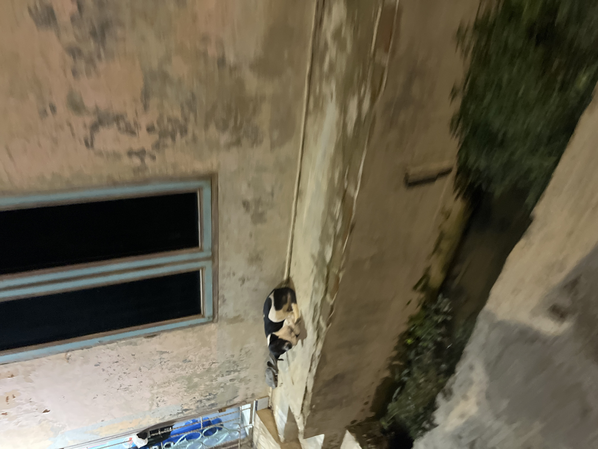 A black and white dog is curled up asleep on a concrete ledge outside a building. The wall of the building appears aged and weathered, with peeling paint. A dark-colored window with a light blue frame is visible on the wall. To the left of the dog, a grey object, possibly another animal or object, is partially visible. Below the ledge, there is a narrow channel with green vegetation growing in it, and a paved walkway or road. The scene is dimly lit, suggesting it is either nighttime or a very overcast day. The image was taken in Landuh, Indonesia.