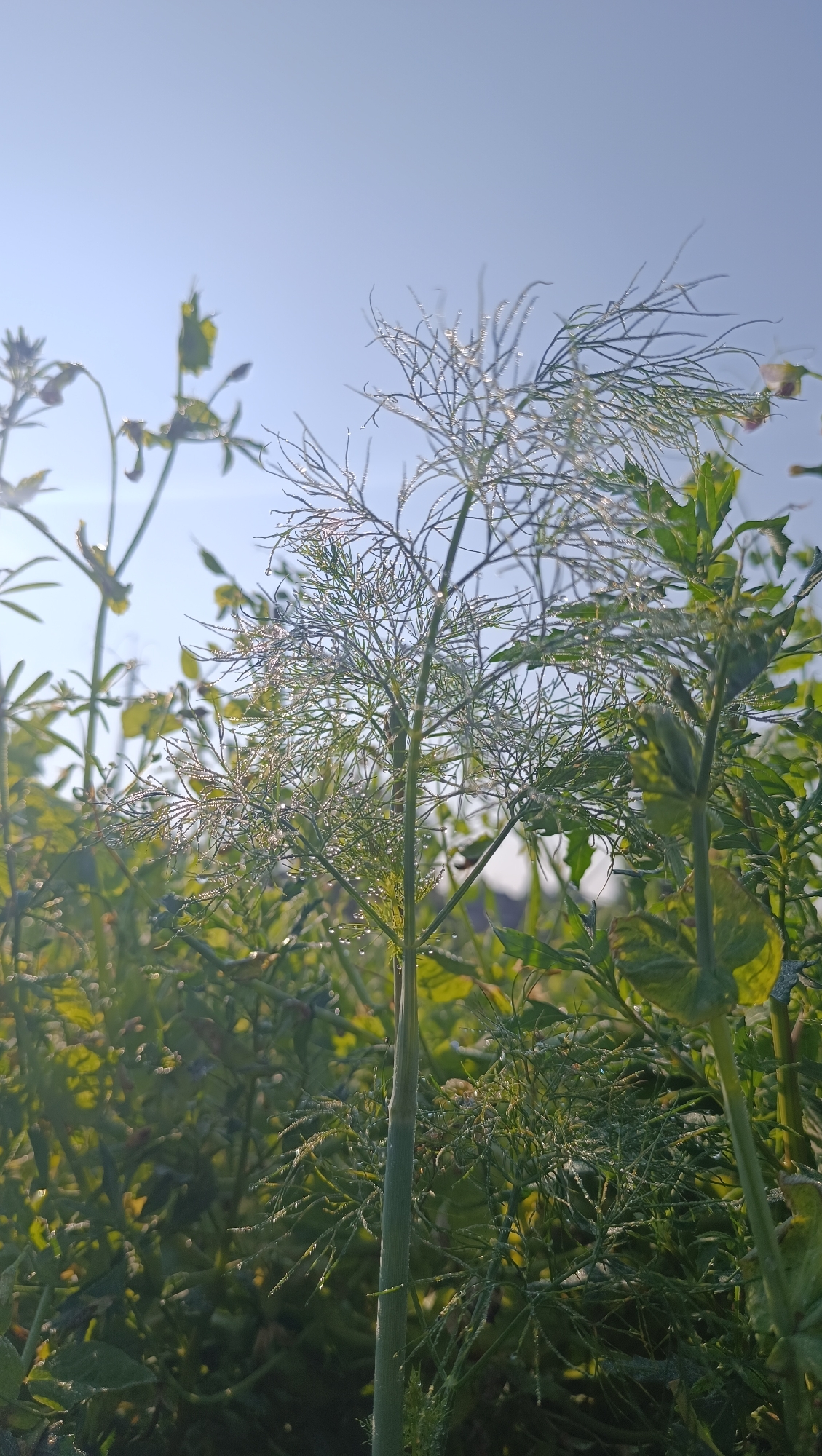 A close-up, low-angle, outdoor shot captures a cluster of green plants, possibly dill or fennel, bathed in bright sunlight under a clear, pale blue sky. Dewdrops glisten on the delicate, feathery leaves, suggesting it is early morning. The focus is on the intricate details of the plant's structure and the way light reflects off the water droplets. The background is blurred, showing more greenery and the expanse of the sky. The scene is likely located in Karsha, Russia, given the context.