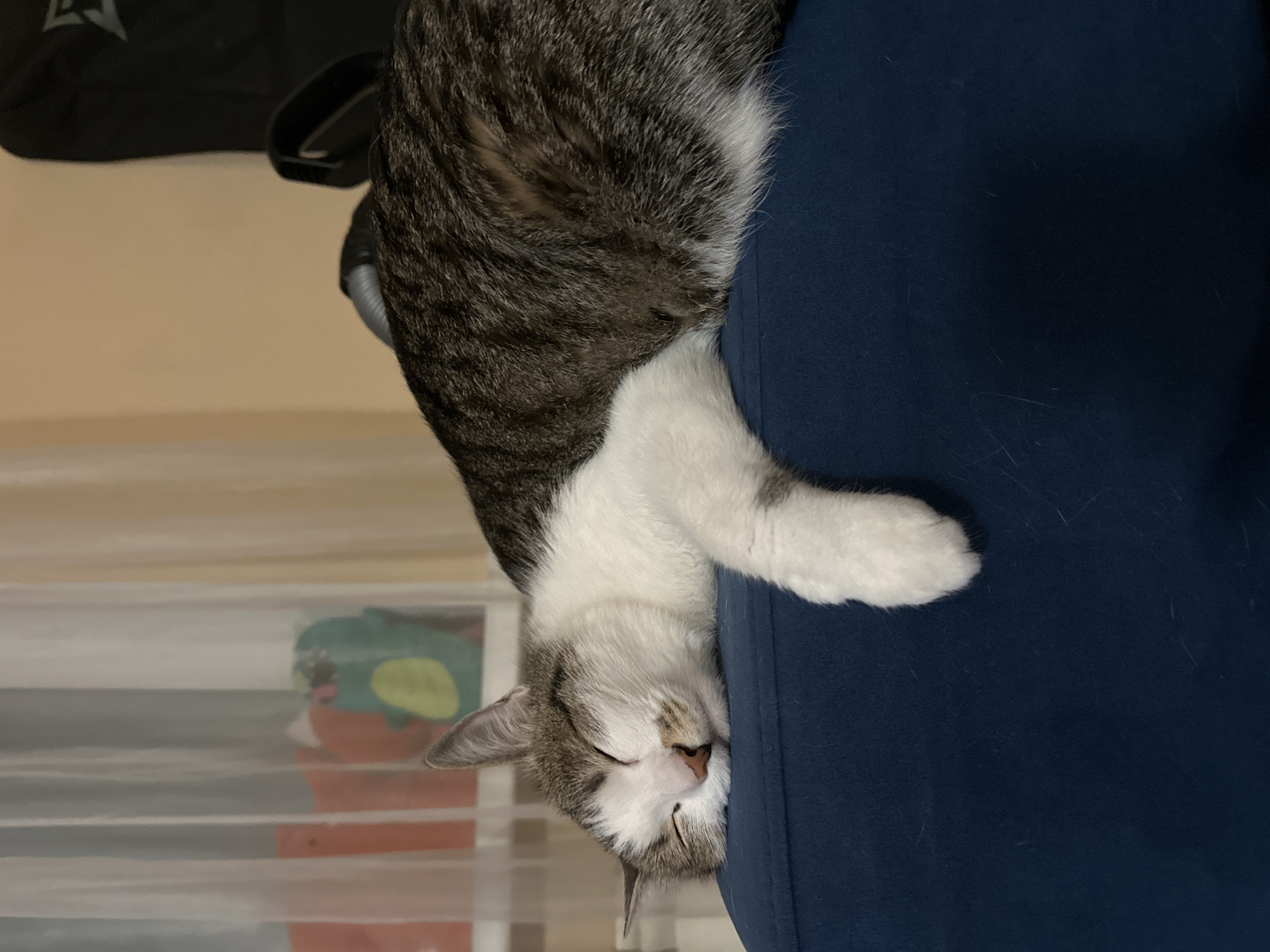 A medium shot depicts a cat sleeping upside down on a navy blue fabric surface, possibly a chair or sofa. The cat is a tabby and white mix, with the tabby markings dominating the top of its head and back, and white fur on its face, chest, and paws. Its eyes are closed, and it appears to be deeply asleep. The background is slightly blurred, but a storage container with some toys inside can be seen in the lower left corner, and a dark bag or backpack is partially visible in the top left corner. The location is not discernible from the image, and there is no indication of it being in Krasnoyarsk, Russia.