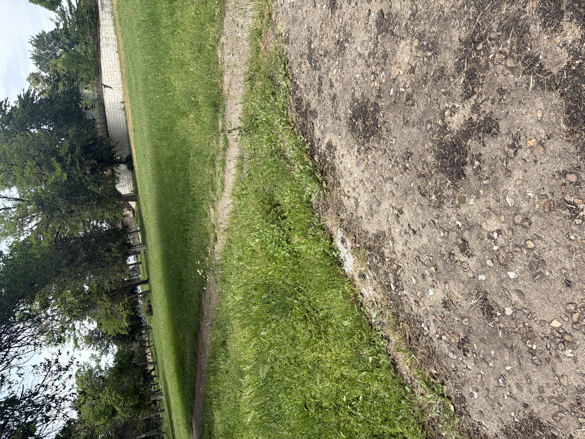 The image shows a view of the ground in an outdoor setting. On the right side of the image, there's a gravelly, dirt path. To the left of the path is a strip of grass with weeds growing. Further to the left, the scene opens up to a larger grassy area with trees visible in the background. In the distance, structures, including a light-colored building, can be seen behind the trees. The location is Dolna Mitropolia, Bulgaria. The image suggests a boundary between a path and a grassy area, possibly in a park or along the edge of a field.