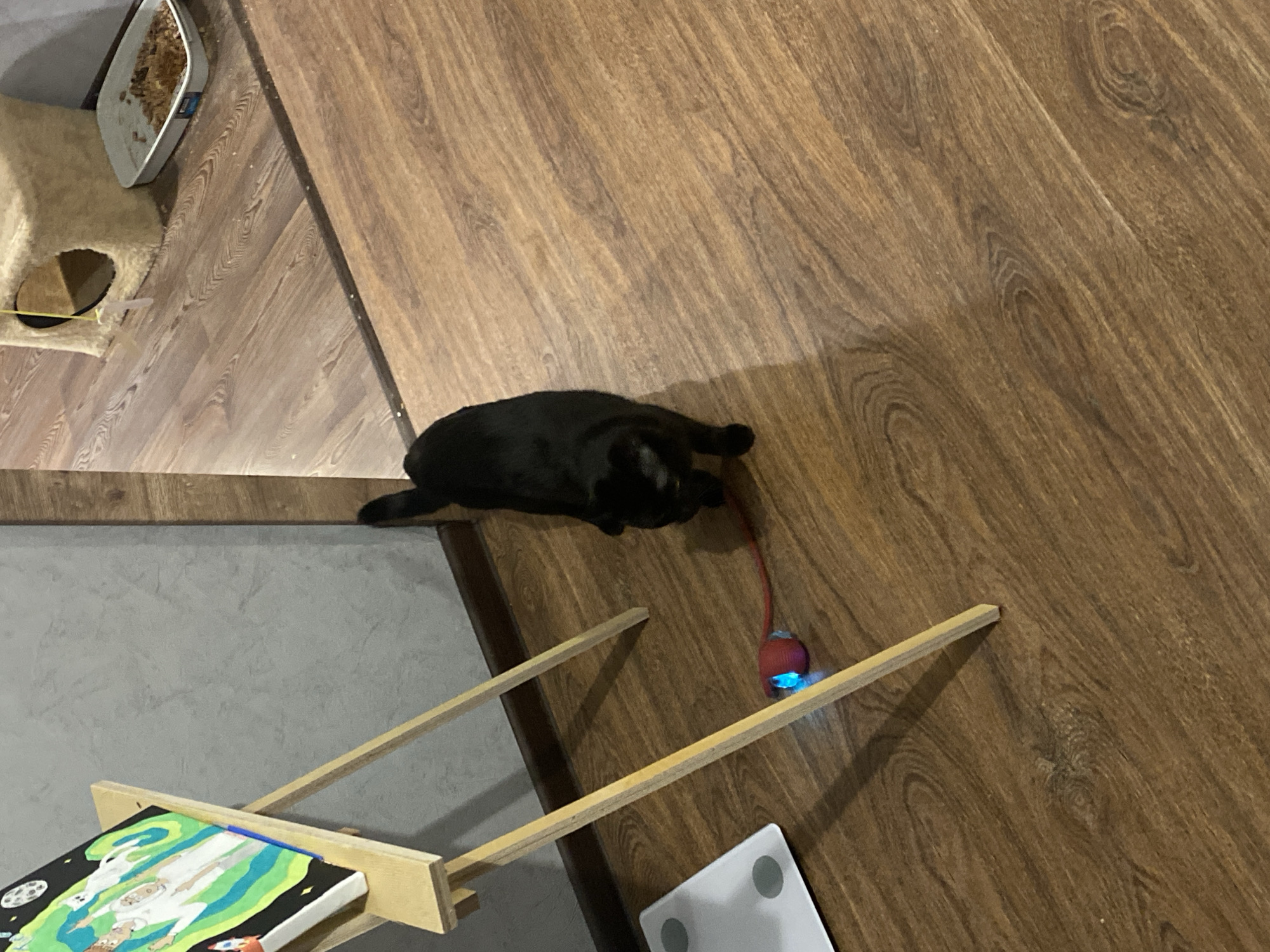 A high-angle shot shows a black cat lying on a wood-patterned floor, playing with a toy mouse. A painting propped on a wooden easel is visible in the lower left corner. A cat feeding station is in the upper left. A white bathroom scale sits in the bottom right. The location is Izhevsk, Russia.