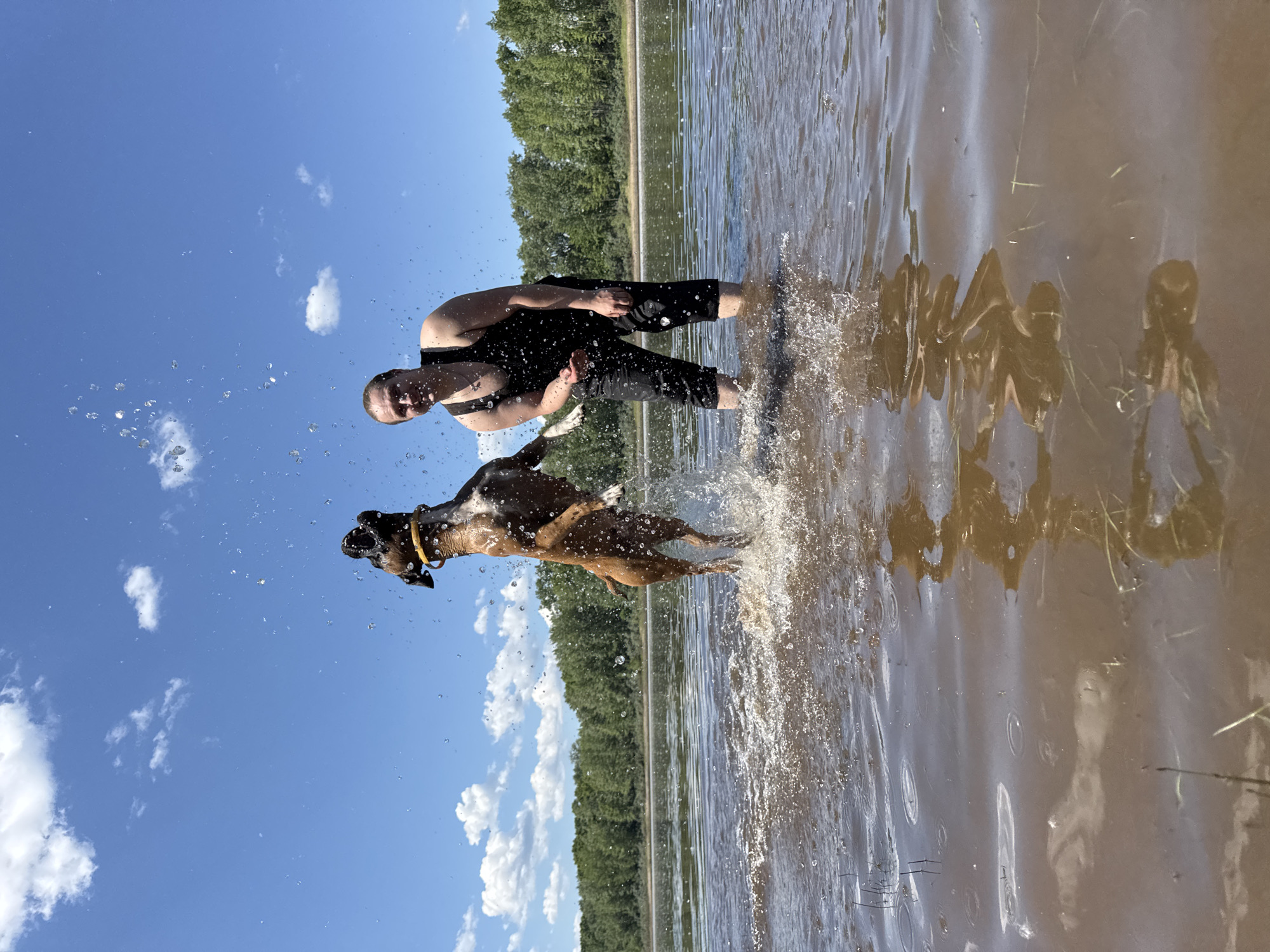 In Chaikovsky, Russia, a man and his dog are playing in the shallow water of a river on a sunny day. The man, wearing a black tank top and black pants, stands knee-deep in the water, smiling and looking towards his dog. His dog, a brown boxer, is captured mid-air, leaping out of the water with its mouth open, likely attempting to catch something thrown by the man. The water is disturbed, with splashes and ripples around them, indicating energetic movement. The background features a dense line of green trees along the riverbank under a bright blue sky with scattered white clouds. The reflection of the man and dog can be seen on the surface of the water.