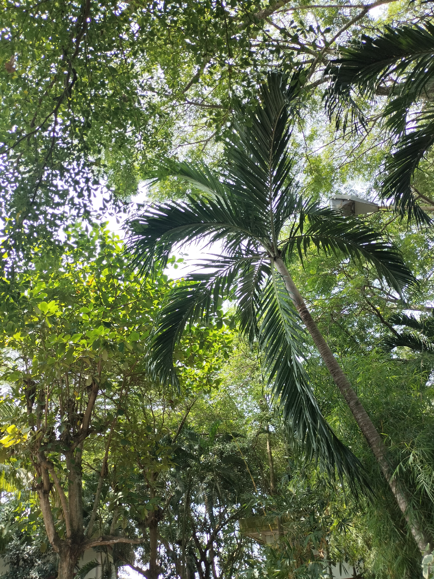 A low-angle shot looks up through a dense canopy of lush green trees and palm fronds towards a bright, overcast sky. In the foreground, a tall, slender palm tree trunk, with its textured bark, rises diagonally from the bottom right, its feathery fronds extending upwards and to the left. To the left of the palm, a cluster of trees with broad, vibrant green leaves forms a dense wall of foliage. A light fixture, likely a streetlamp, is visible among the palm fronds in the upper right quadrant of the image, its grey casing contrasting with the surrounding greenery. The overall impression is of a verdant, overgrown outdoor space, possibly a park or garden in Seuneubokpeunteut, Indonesia, with the sunlight filtering through the leaves creating a dappled effect.