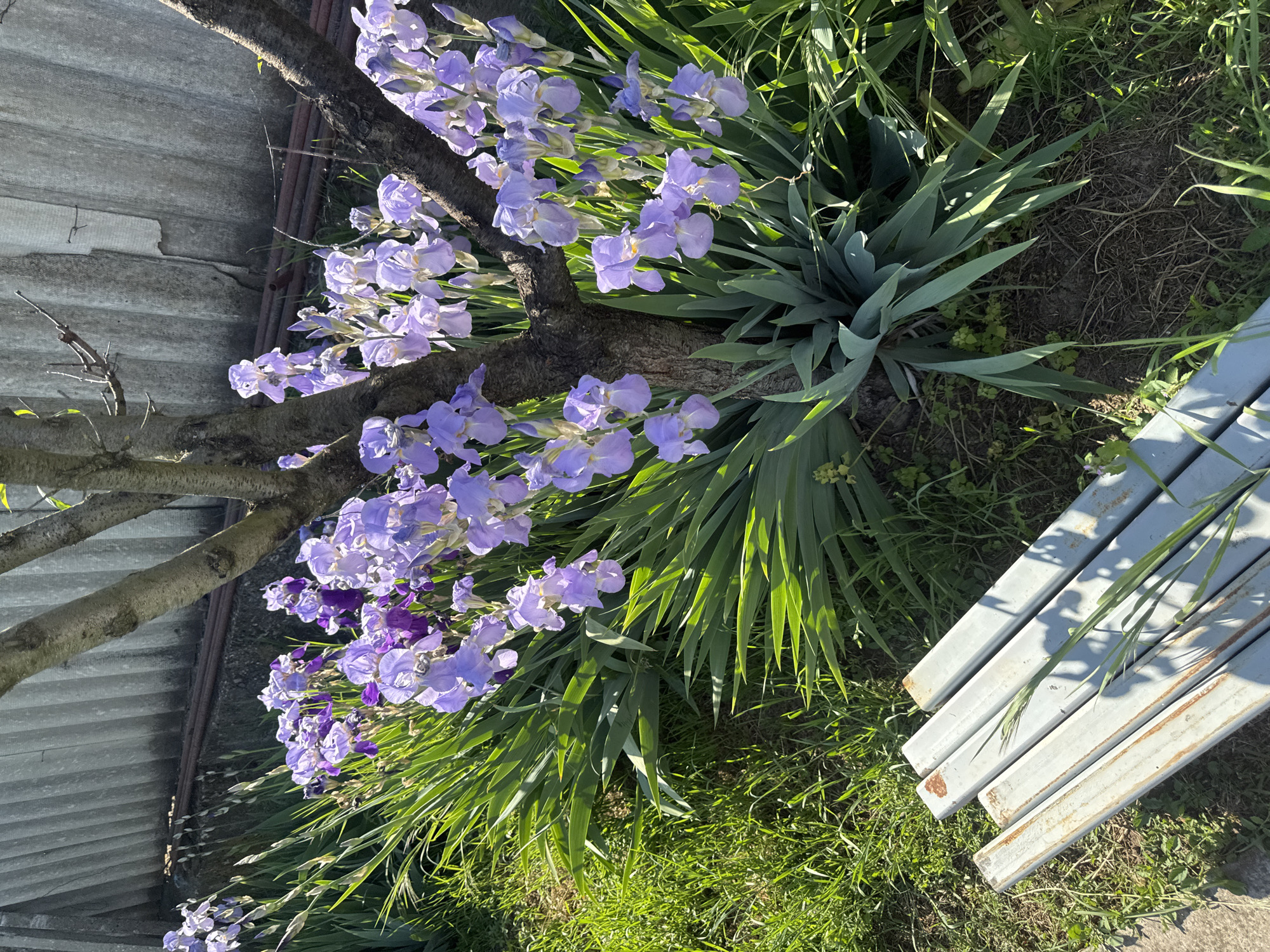 The image depicts a garden scene likely located in Lehchevo, Bulgaria, although this cannot be verified definitively from the image alone. The main focus is a cluster of blooming purple irises positioned near a tree trunk. Patches of green grass and various types of foliage surround the flowers. To the right of the image, there are several gray, rectangular metal bars resting on the ground. A corrugated metal fence is visible in the background on the left side of the image. The overall lighting suggests the photo was taken outdoors during daylight hours. No people or animals are visible in the frame.