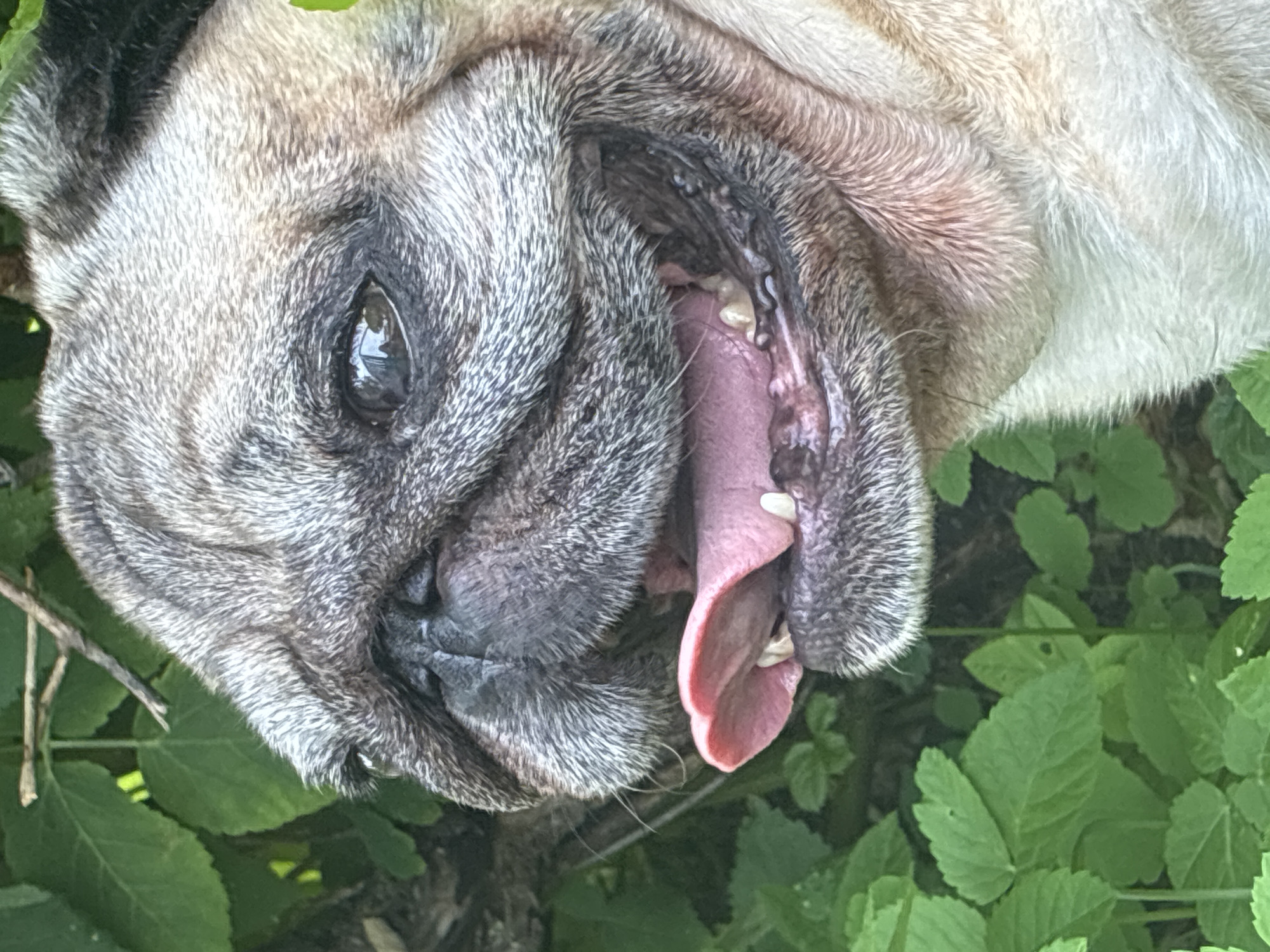 A close-up, horizontal shot shows the face of a pug dog panting outdoors, with its pink tongue hanging out. The dog's fur is a mix of grey and fawn, with characteristic pug wrinkles on its face. Its dark eyes are visible, reflecting some light. The background consists of lush green foliage, suggesting the dog is in a garden or park. The lighting is natural and appears to be daytime, highlighting the textures of the dog's fur and the leaves. The image is sharply focused on the dog's face, with the background slightly blurred. There is no visible indication of the specific location in Haapsalu, Estonia, within the frame.