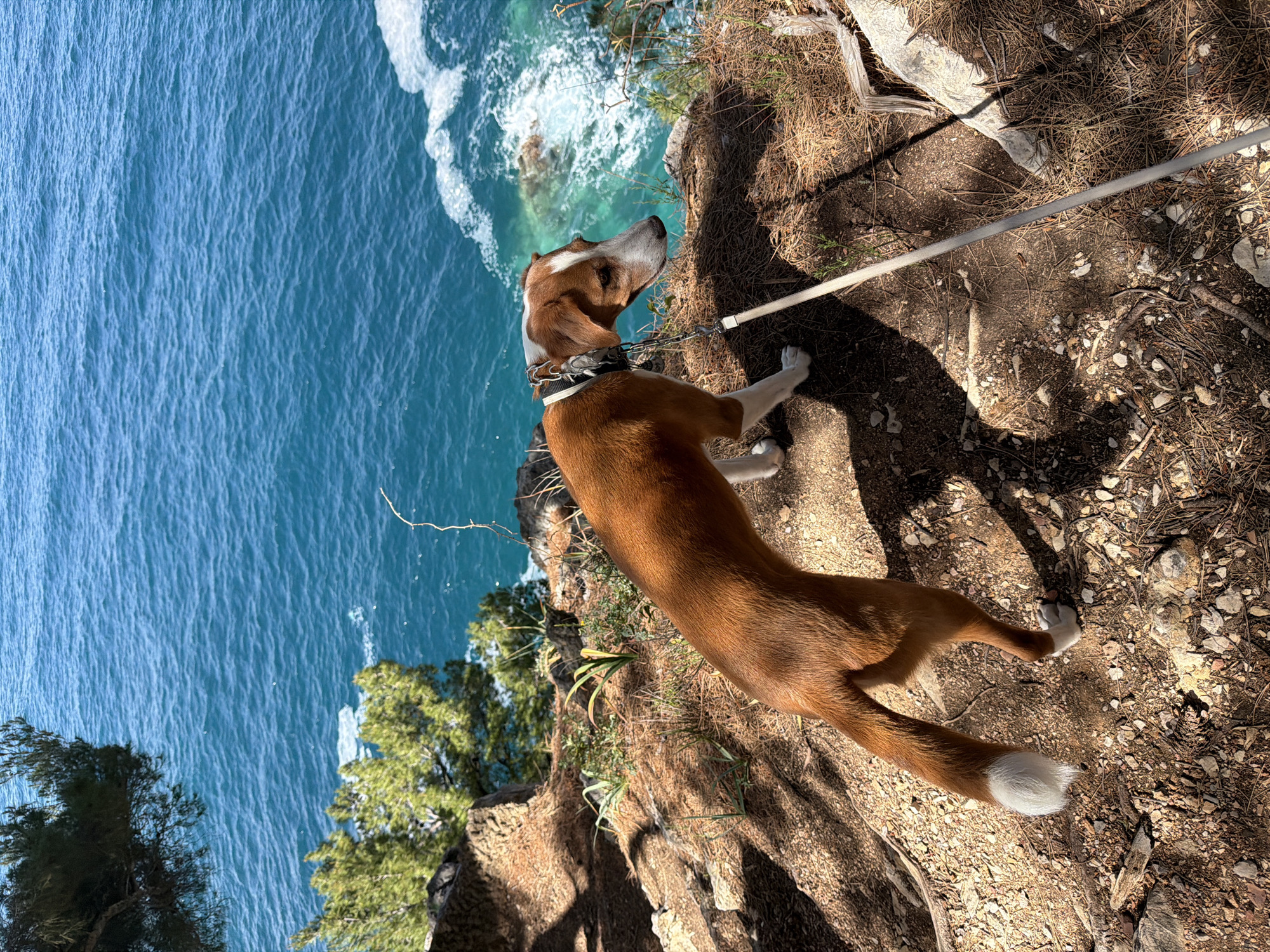 A medium-sized brown and white dog stands on a rocky, pine-needle covered cliff edge in Petrovac centar, Montenegro. The dog is leashed. Below the cliff is the turquoise Adriatic Sea, with visible waves crashing against the rocks. Trees are also present on the cliff.