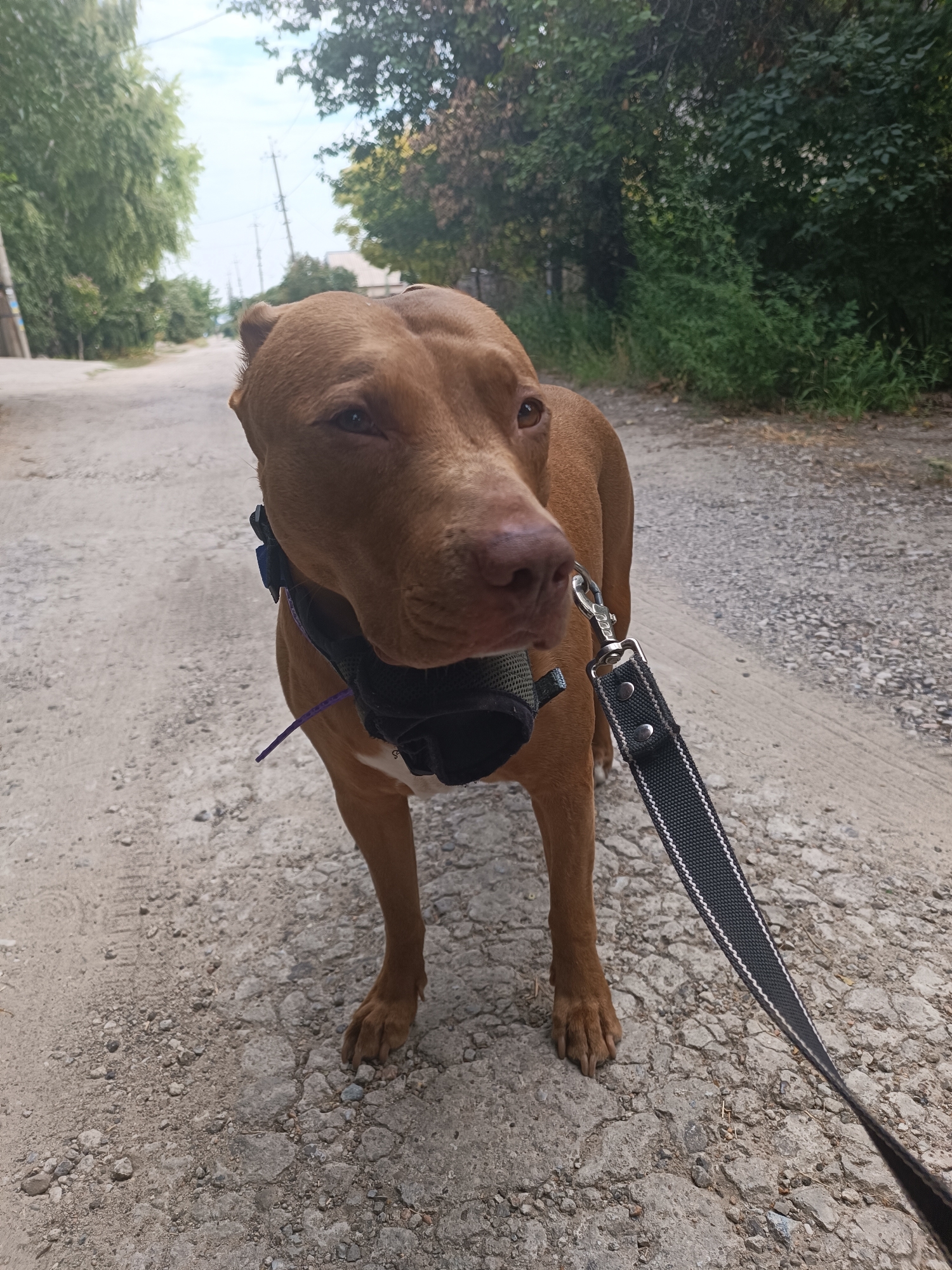 A brown pit bull dog wearing a muzzle and a blue collar stands on a dirt and gravel path in what appears to be an urban or suburban environment. The dog is leashed with a black and gray patterned leash. The background shows trees, some houses, and utility poles, suggesting a street in Zaporizhzhia, Ukraine. The dog is looking slightly to its right, with its head tilted. The lighting indicates it is daytime.