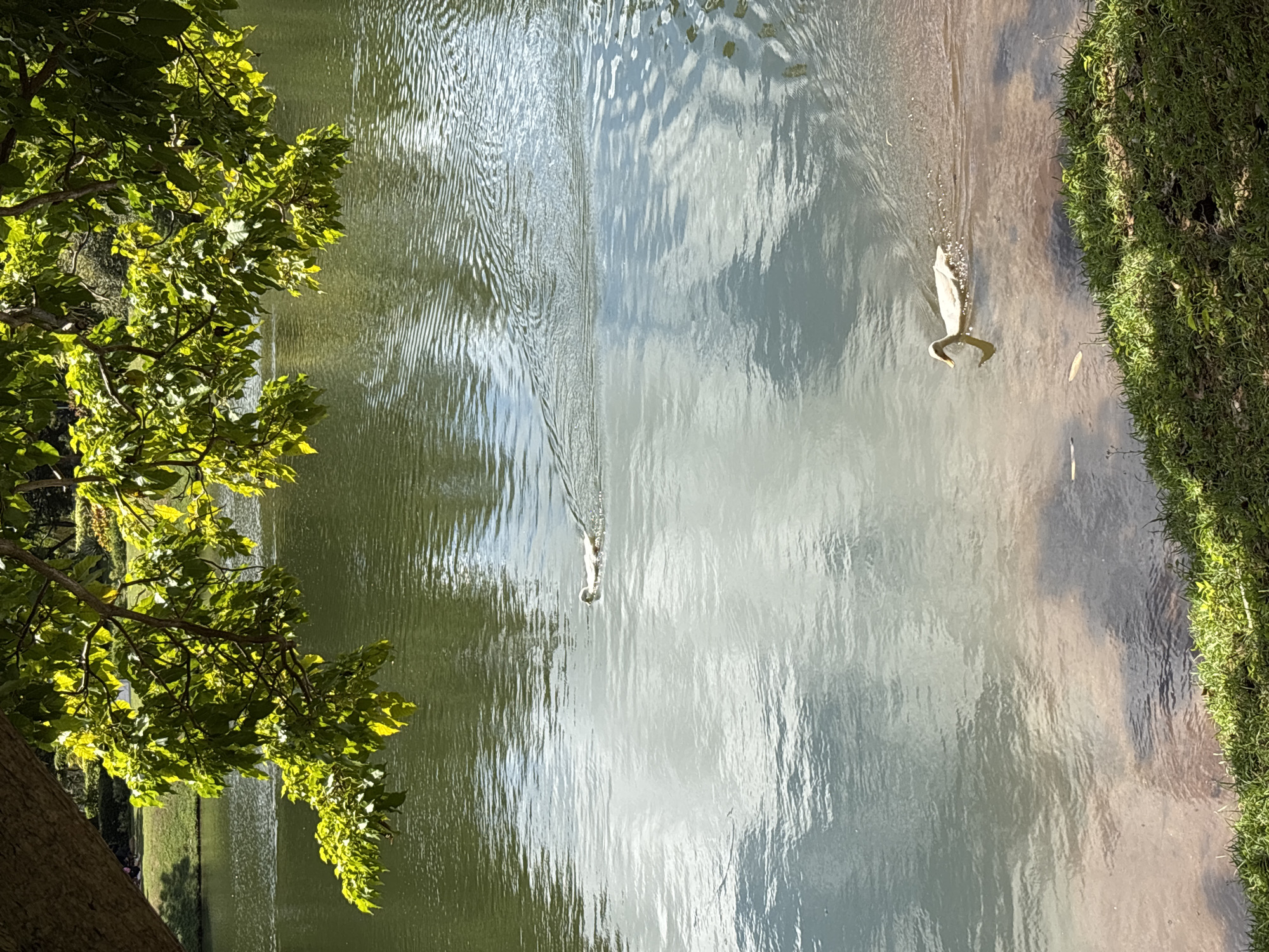 The image shows a view of a lake or pond in Kuta Selatan, Indonesia. The body of water reflects the sky, creating a shimmering effect. The water's edge on the right side of the frame is lined with green vegetation. Two waterfowl, possibly ducks or similar birds, are swimming in the water, creating ripples. A tree with green leaves occupies the left side of the frame, partially obscuring the view beyond the water.