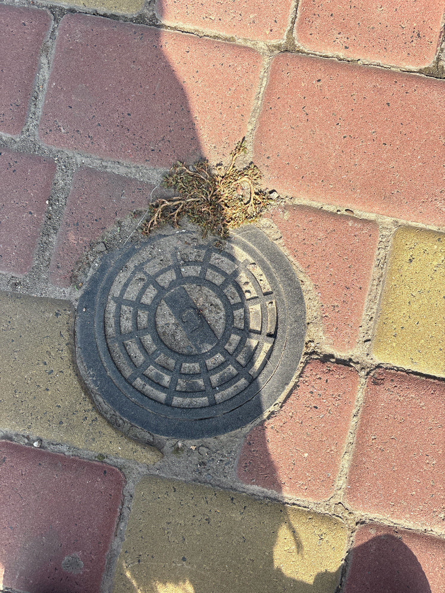 The image shows a manhole cover on a sidewalk made of red and yellow paving stones. A small plant is growing in the dirt around the manhole cover. The sun is casting a shadow on the sidewalk and manhole cover. The scene is outdoors, likely in a public space within the city of Cherkasy, Ukraine. There are no people or animals visible in the image.