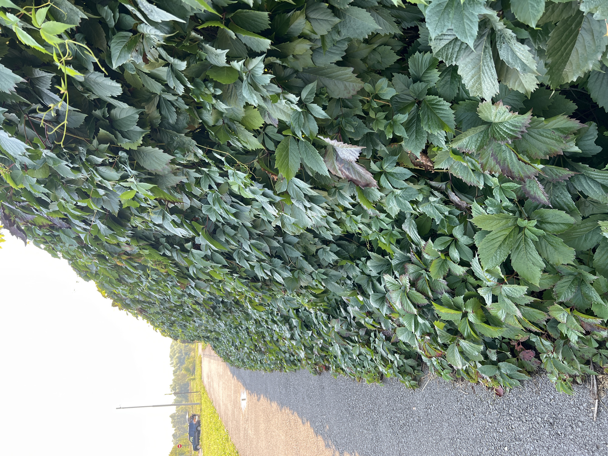 The image depicts a dense wall of green foliage, likely Virginia creeper, growing alongside a paved pathway. The pathway appears to be a secondary road or walking path, with a gravel shoulder. In the distance, a dark-colored SUV is parked on the side of the road with its trunk open, suggesting it may be in use. A traffic sign with a red circle and a horizontal bar is visible near the vehicle. The environment appears to be outdoors, with vegetation and a clear sky. The scene is static, with no discernible actions or interactions occurring. The overall impression is one of a natural setting adjacent to a man-made pathway. The location is identified as Salavat, Russia.