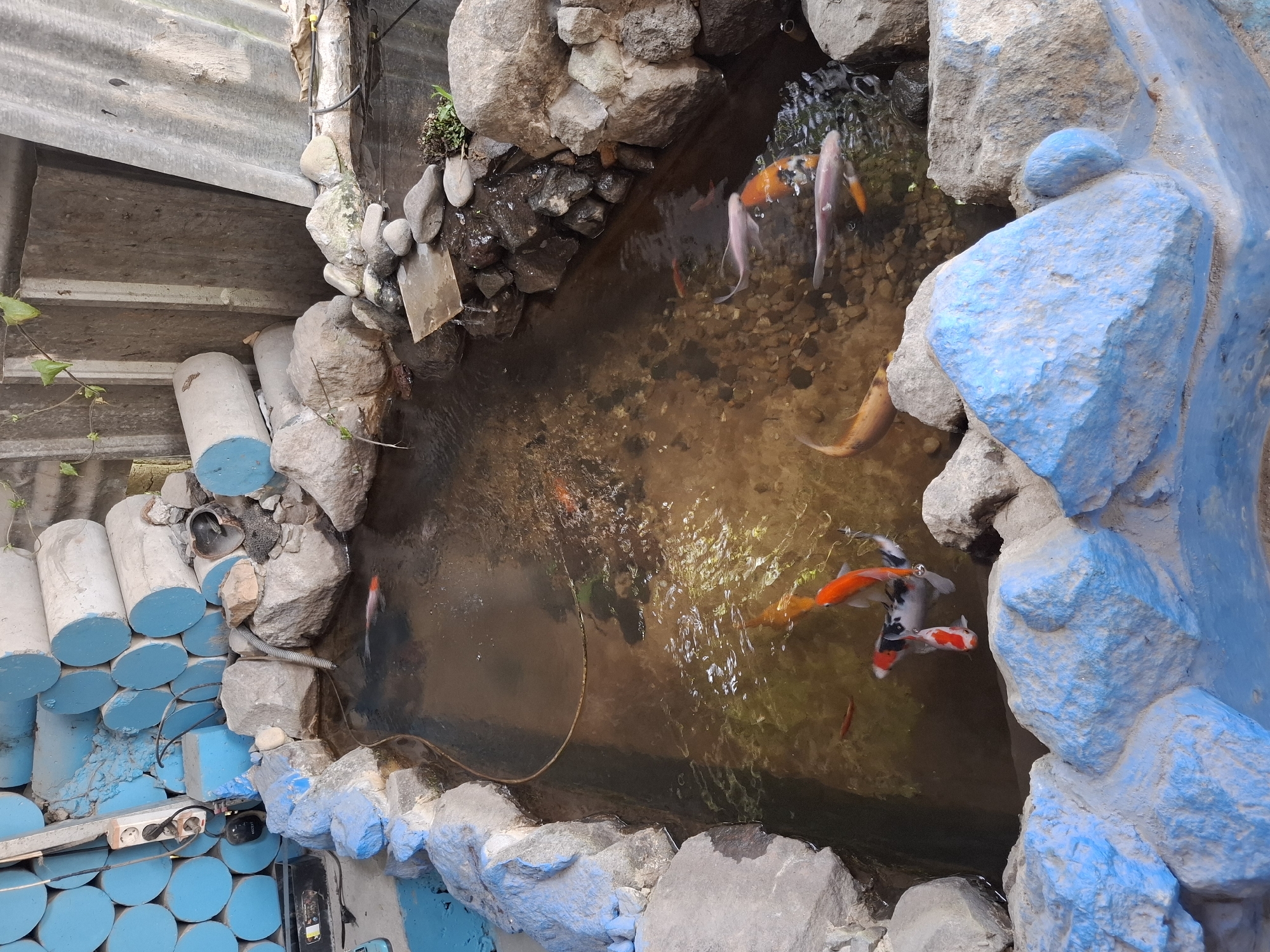 In Pamuruyan, Indonesia, a small, man-made pond is surrounded by large, grey rocks painted with bright blue accents. Several koi fish swim in the murky water, some with orange and white coloration, others a pale pink. The pond's edges are lined with more rocks and some patches of green aquatic plants. In the background, a wall is constructed from stacked concrete cylinders, some painted blue. A power strip with electrical outlets is mounted on the wall near the pond, with wires and a pump visible. The overall scene suggests a rustic, outdoor setting, possibly a garden or a backyard feature.