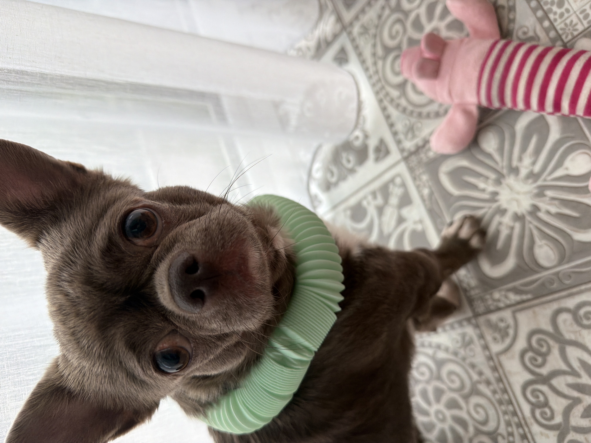 The image shows a brown chihuahua-like dog wearing a light green corrugated tube around its neck. The dog is positioned close to the camera, filling much of the frame with its head and upper body. It has large, dark eyes and a pink nose. To the upper right of the dog is a pink stuffed toy with white stripes. The background consists of patterned grey and white floor tiles and a white window curtain. There is no indication of this photo being taken in Votkinsk, Russia.