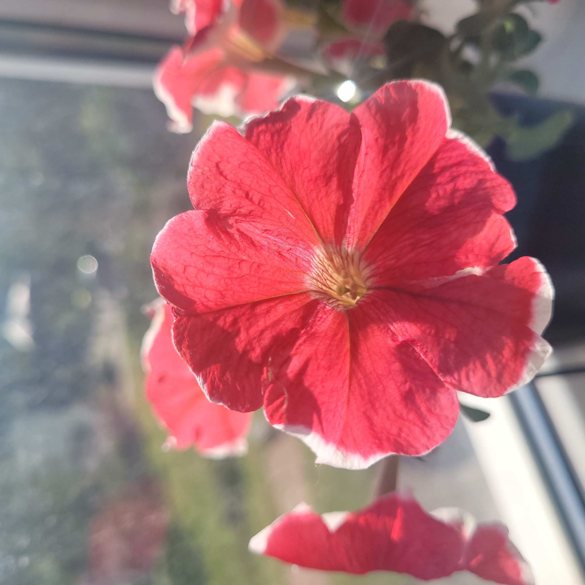 A close-up, shallow depth-of-field photograph features a vibrant red petunia flower with a white-tipped edge, positioned in the foreground. The flower is illuminated by natural sunlight, which casts shadows and highlights the delicate veins of its petals. To the left and in the background, other red petunias, some appearing slightly out of focus, add depth to the scene. The setting appears to be indoors, near a window, with a blurred background suggesting an outdoor environment possibly a garden or a distant cityscape. The window sill is visible in the lower portion of the image, with a light-colored edge. The overall mood is bright and airy, emphasizing the beauty of the flower. It is not possible to determine the location in the city of Jūrmala, Latvia from this image.