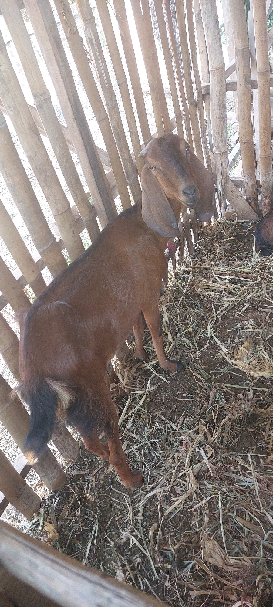 A medium shot captures two brown goats in a pen constructed from bamboo poles in Ketro, Indonesia. The goat in the foreground is standing and facing left, with its back to the viewer. It has a dark tail with white markings. The second goat is partially visible behind the first, facing forward and looking towards the camera. Both goats are standing on a floor covered with dry straw and hay. The bamboo fencing encloses the goats, with sunlight filtering through the gaps between the poles, creating a bright, slightly overexposed effect. The overall environment appears rustic and rural.