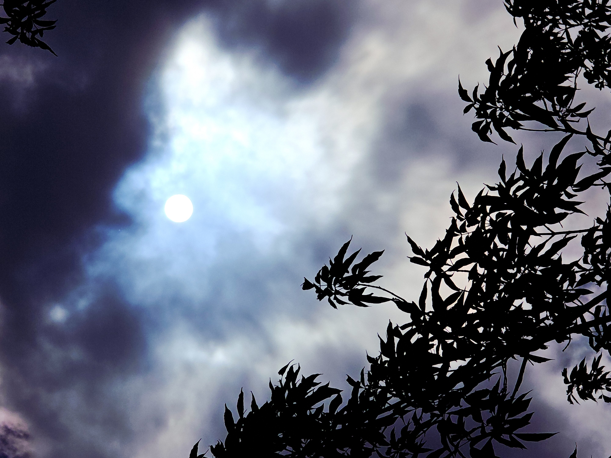 The image displays a dramatic sky scene, looking upwards to reveal a luminous, orb-like celestial body partially obscured by dense clouds. The bright white and pale blue orb, likely the moon or a heavily overcast sun, emanates a soft, diffused glow from the mid-left portion of the frame. Surrounding this light source, the sky is dominated by dark, swirling clouds in shades of deep purple, blue, and grey, suggesting a twilight or nighttime setting.
Silhouetted tree branches and abundant foliage frame the right side and extend into the upper-left corner of the composition. These leaves and branches appear entirely black, creating a sharp, striking contrast against the lighter, cloudy sky behind them. The intricate details of the individual leaves are clearly discernible against the diffused illumination.
The overall mood of the image is mysterious and serene, emphasizing the interplay of natural light and shadow. There are no visible people, objects beyond the natural elements, or any discernible activity. No text is present in the image.