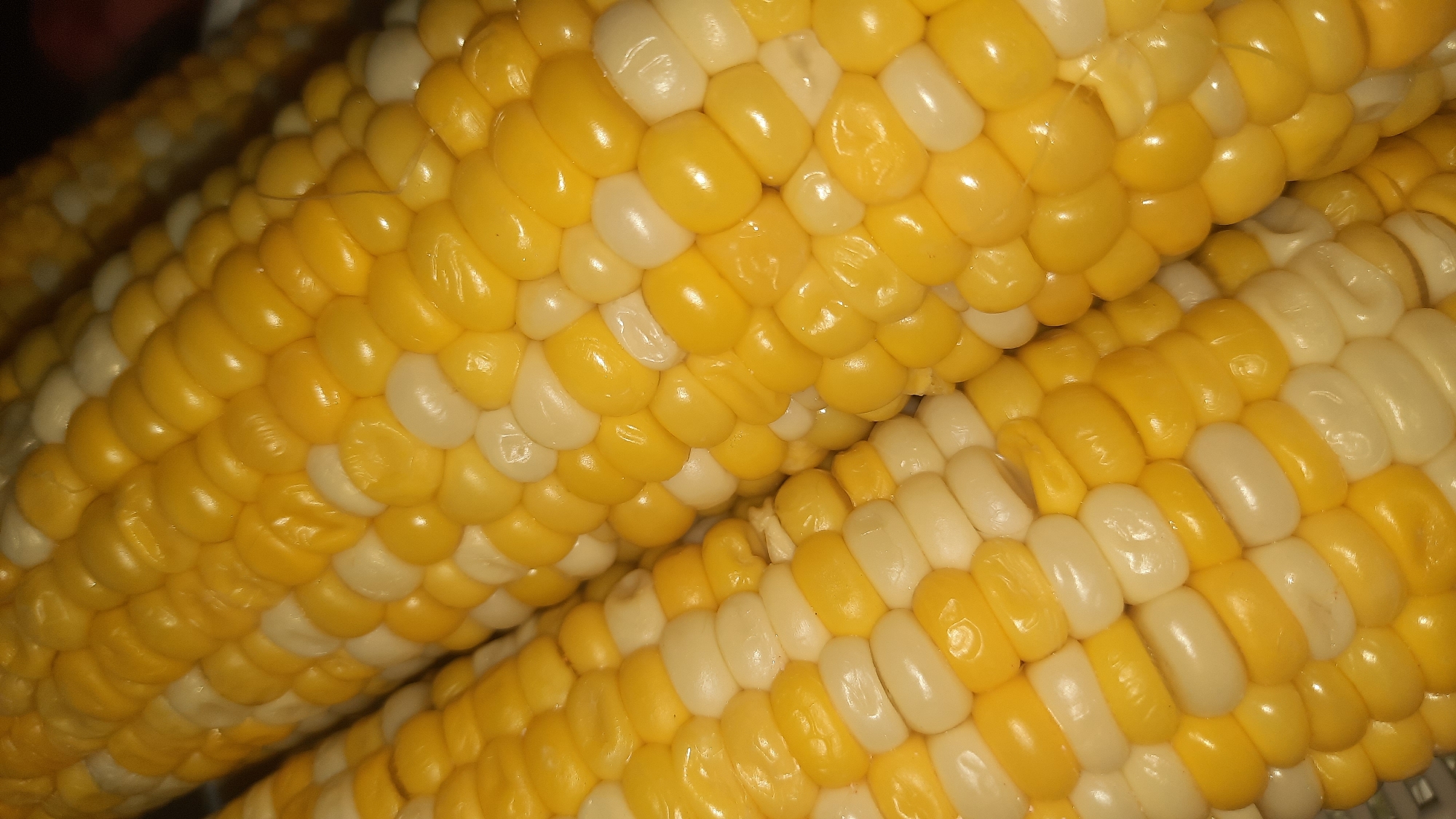 The image displays a close-up, vertical, eye-level shot of two ears of corn. The corn kernels are a mix of bright yellow and creamy white, arranged in neat rows along the cobs. The kernels appear plump and slightly glossy, suggesting they might be fresh or cooked. The lighting is warm, highlighting the textures and colors of the corn. The background is dark and out of focus, making the corn the sole subject of the image. There are no people, actions, or interactions visible. The scene does not contain any elements that would allow for identification of a specific location within Shkloŭ, Belarus.