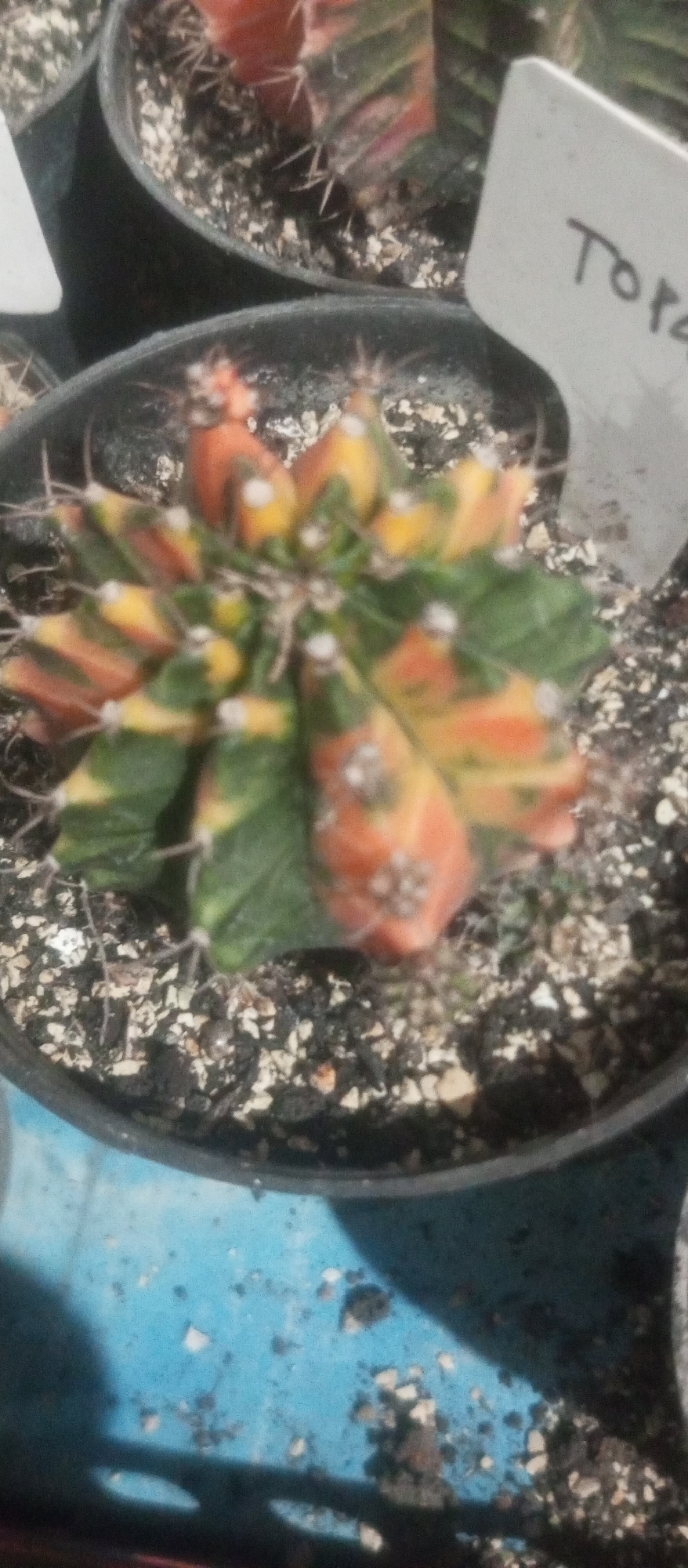 The image shows a close-up of a grafted cactus in a black pot. The cactus has a variegated pattern of green, yellow, and orange. A white plant tag with the word "TORA" written on it is visible behind the cactus. The pot is filled with dark soil and small white perlite. The background is out of focus and appears to be a blue surface, possibly a table or shelf. The scene is indoors, and the lighting is diffused. There is no discernible information about the city of Kediri, Indonesia, in this image.