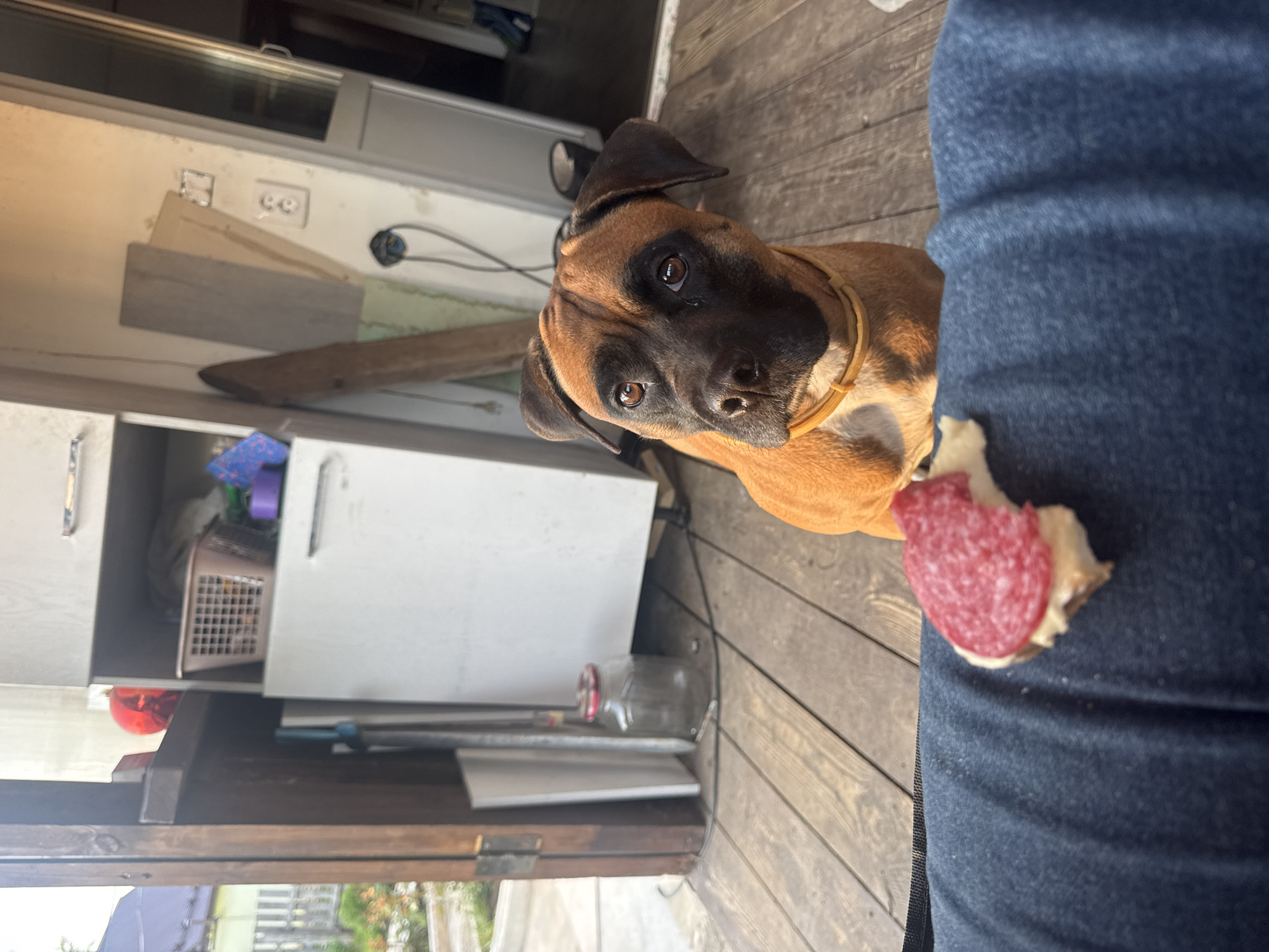 A full-frame, eye-level shot captures a dog intently focused on food held by a person in Chaikovsky, Russia. The primary subject is a medium-sized dog, likely a Boxer or similar breed, with a tan coat and a distinct black muzzle. It wears a simple yellow collar and looks directly towards the viewer with an intense, hopeful, and slightly pleading expression, its dark eyes prominent. Its body is partially visible to the left of the frame.
The dog is positioned near the leg of a person, whose blue jeans occupy the right side of the image. A small piece of food, appearing to be a slice of red salami on a piece of bread or cracker, rests on the denim-clad leg, serving as the focal point of the dog's attention.
The setting appears to be an indoor or semi-enclosed outdoor area with rustic, worn wooden floorboards. The background reveals elements of a functional space: a light-colored wall features a standard two-prong electrical outlet and some wires, with various wooden planks leaning against it. Further back, open cabinets or shelves contain stored items, including a white plastic basket and a red container. A clear glass jar is visible on a lower shelf. The lighting suggests it is daytime, with bright natural light illuminating the scene.
The activity centers around the dog's anticipation of receiving the food from the person. The notable detail is the dog's palpable desire for the treat, conveyed through its direct gaze and expression. There is no visible text in the image.