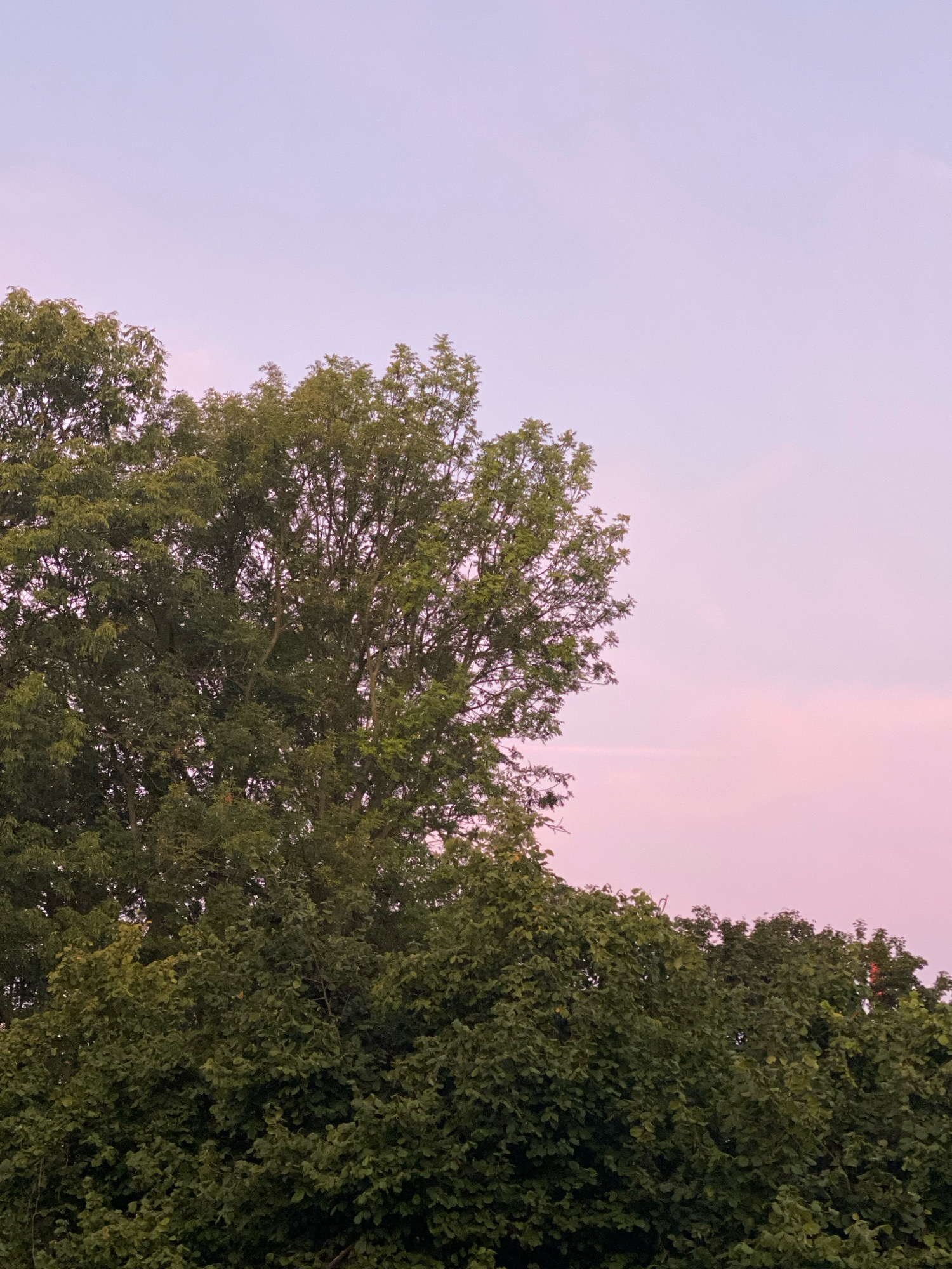The image shows a view of the sky with trees in the foreground. The sky is a soft gradient of pale blue and pink, suggesting it is either sunrise or sunset. Lush green foliage from several trees fills the lower portion of the frame, with branches and leaves obscuring much of the view. The trees appear to be deciduous, with a dense canopy. One large tree dominates the left side of the image, its branches reaching upwards and to the right. A cluster of trees forms a line across the bottom of the frame. There are no people or man-made structures visible. The image is a close-up, vertical shot focusing on the interplay of the natural elements. The location is not specified in the image itself.