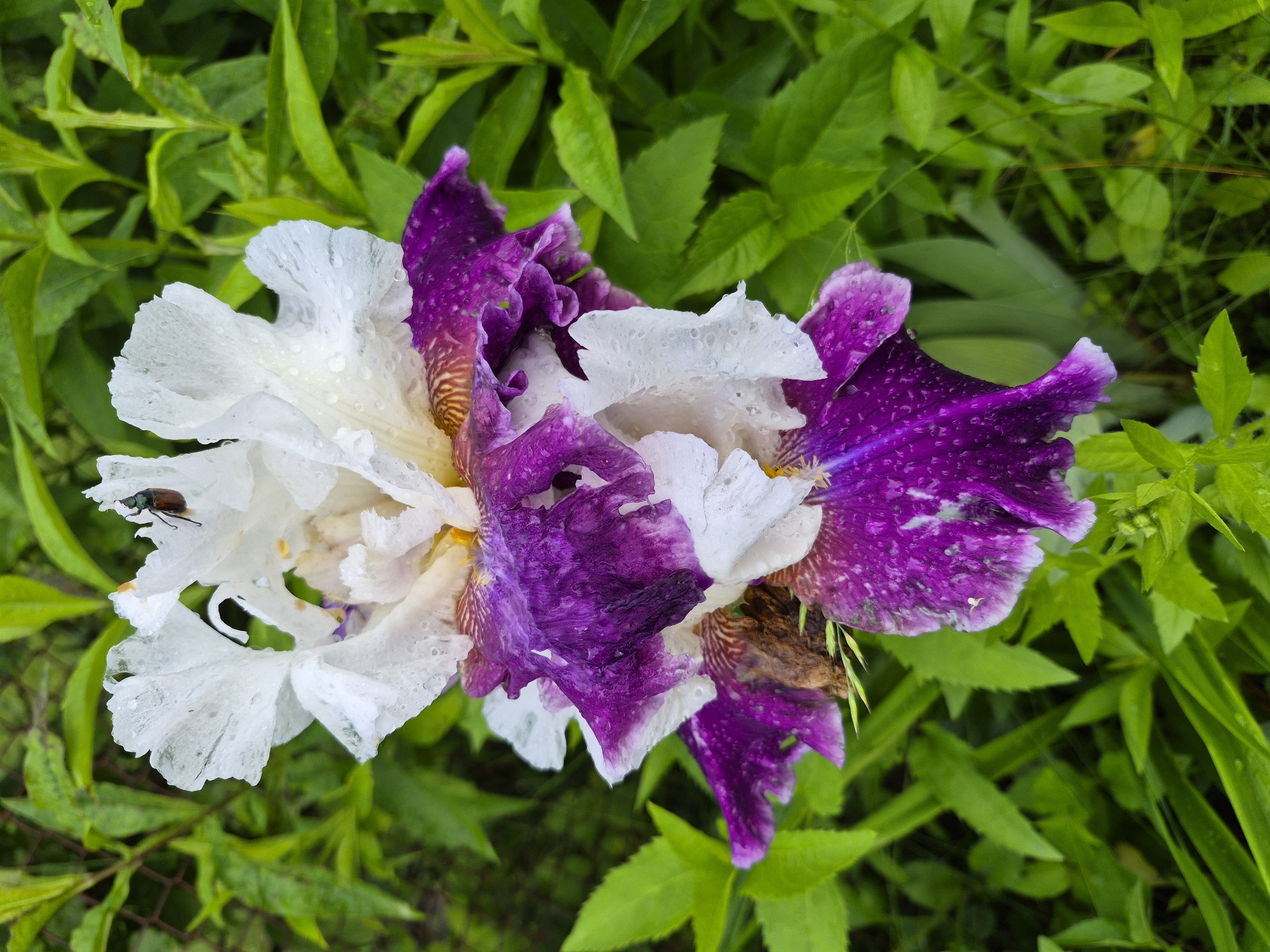 A variegated bearded iris, predominantly white and deep speckled purple/magenta, is centered in the frame. Numerous small water droplets adhere to its petals, suggesting recent precipitation. The upper standards are white, while the lower falls display a vibrant, speckled purple/magenta with white edges and subtle brownish-yellow veining at the throat. A small, dark-shelled beetle with a reddish-brown carapace is positioned on the upper right white petal. The iris shows some minor browning/decay at its lower central structure. The background consists of dense, out-of-focus green foliage, with a faint wire-mesh fence partially visible through the leaves in the upper left. This scene is located in Hlevakha, Ukraine.