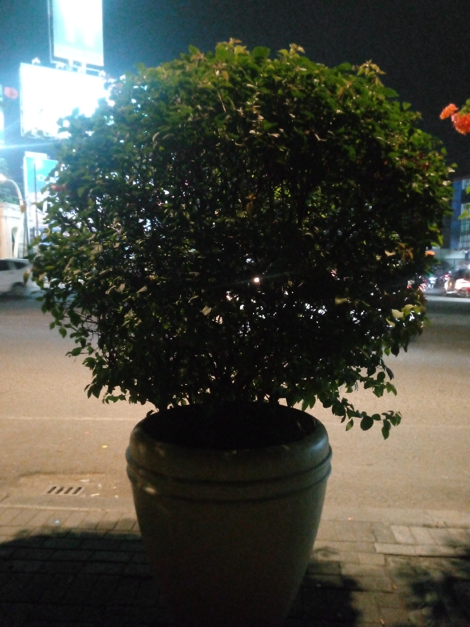 A large, round, leafy green tree in a brown planter sits on a sidewalk at night. The planter is textured with horizontal ridges and is positioned in the foreground, casting a shadow on the brick sidewalk. Behind the tree, a paved road is visible with vehicles and streetlights. In the background, illuminated billboards are prominent against the dark night sky. The overall scene suggests an urban environment in Bitung Jaya, Indonesia, likely a street or public area with commercial signage.