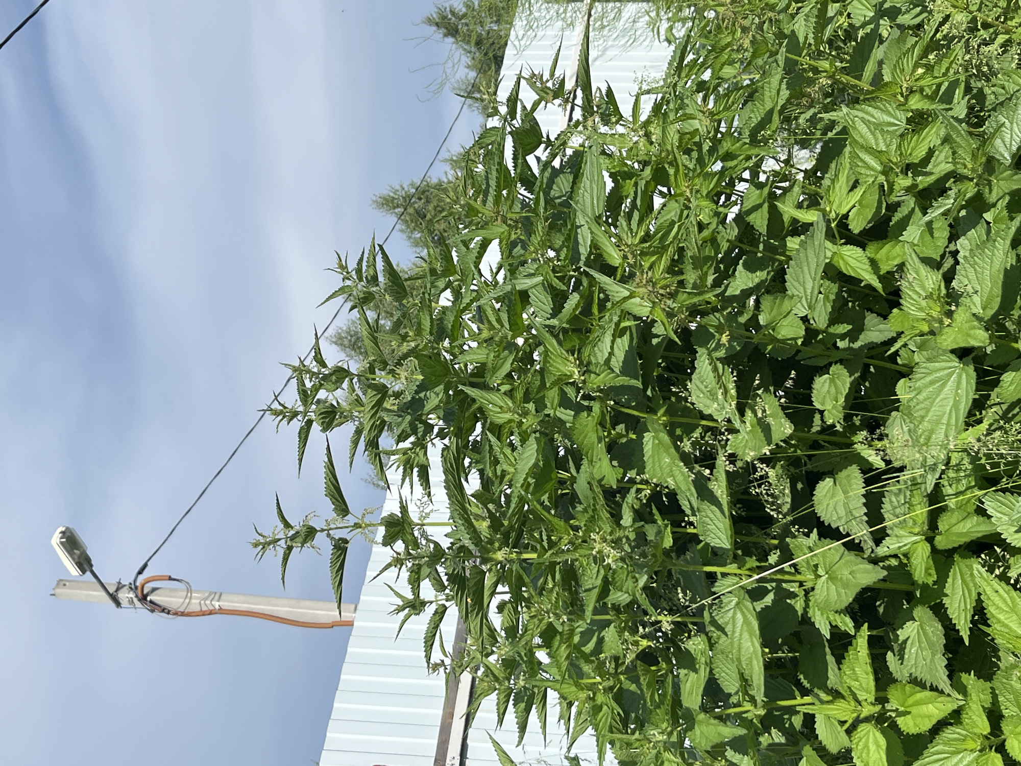 An outdoor, medium shot captures a dense thicket of green stinging nettles in the foreground. The plants are lush and tall, with serrated leaves and small, developing seed heads. Behind the nettles, a white corrugated metal fence runs horizontally across the frame. To the left of the fence, a concrete utility pole stands, supporting a streetlamp and a network of wires. The sky above is partly cloudy, with patches of blue and white. The scene appears to be located in a suburban or rural area of Nizhny Tagil, Russia, based on the presence of the utility pole and fence, which are common in such settings. There are no people visible in the image.