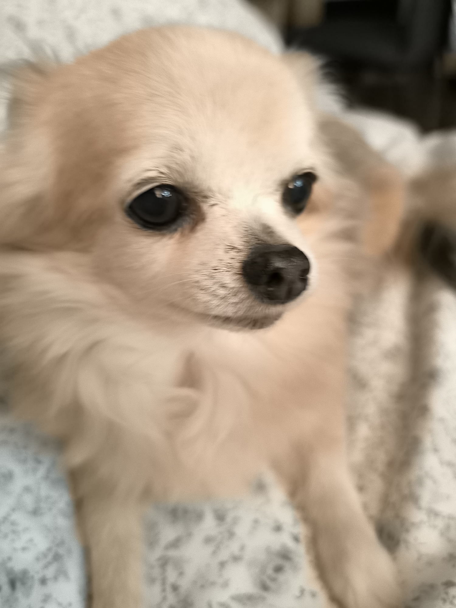 A close-up shot depicts a tan-colored, long-haired Chihuahua resting on a bed with patterned bedding. The dog is facing slightly left, its large, dark eyes capturing the viewer's attention. The dog's black nose is in focus, while the surrounding fur and background are slightly blurred. The environment appears to be indoors, with soft natural lighting. The location is unknown.