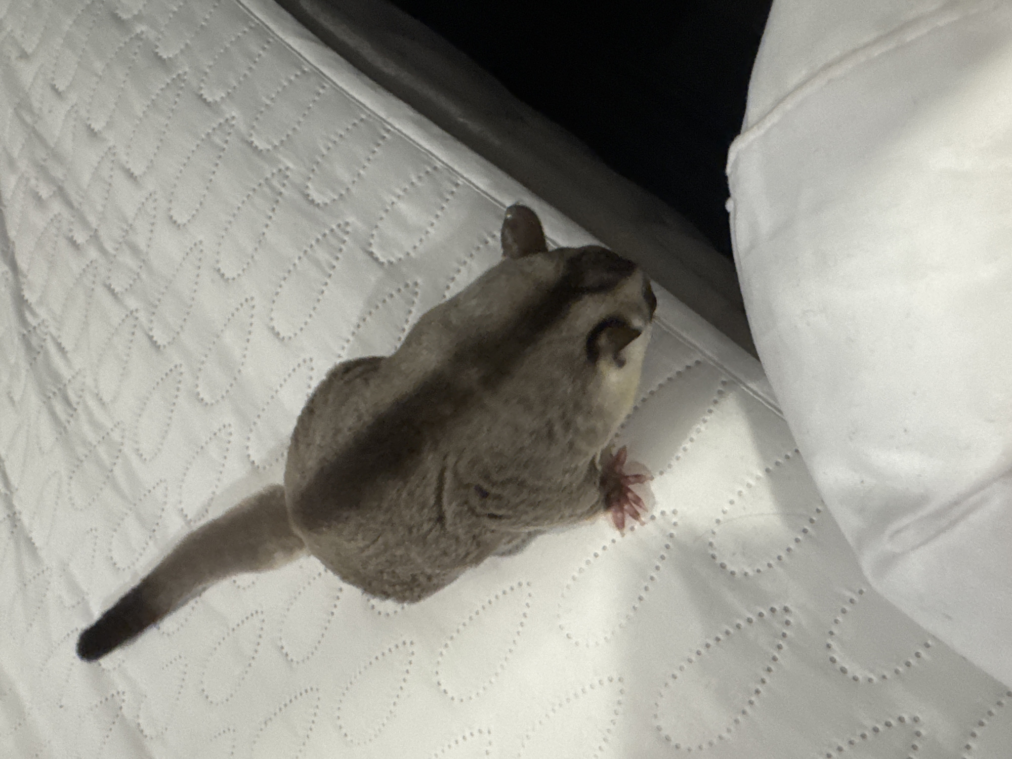 A sugar glider is on a white quilted surface, possibly a mattress. The animal is facing away from the camera, with its tail extending upwards and to the left. Its fur is grey and brown, with a darker stripe down its back. Its paws are visible, and one paw appears to be pink. The background is dark and out of focus. There is no indication of location in Bangkok, Thailand.