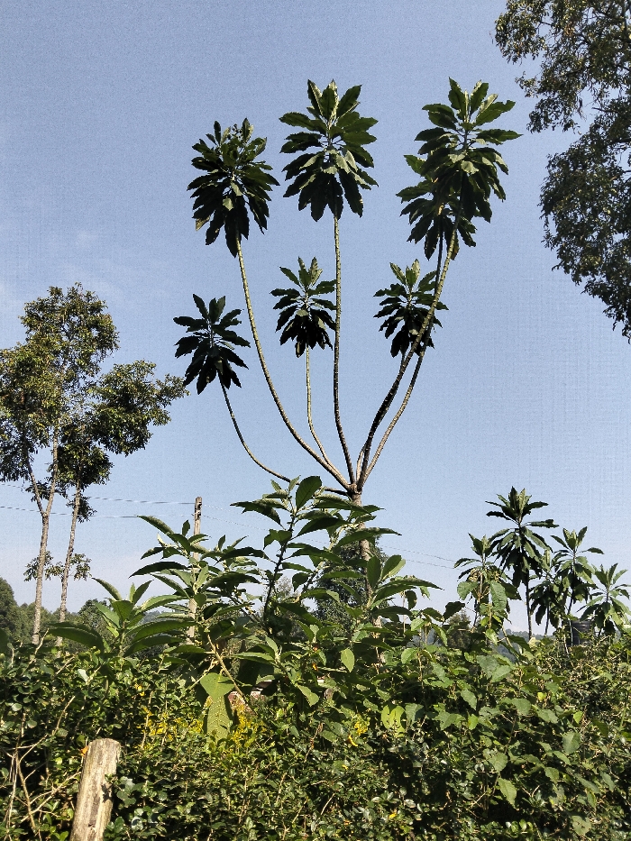 The image depicts an outdoor daylight scene in Nyansiongo ward, Kenya, showcasing dense green vegetation under a clear, light blue sky. A prominent central tree features multiple slender, light-colored branches, each terminating in a dense cluster of large, dark green leaves; six such clusters are distinctly visible. To the left, two taller trees with finer, medium-green foliage stand, partially obscuring a darker, distant tree line. A large, dark green tree with a dense canopy is visible on the far upper right. The lower third of the frame is filled with a dense growth of various green shrubs and smaller plants. A section of a light brown wooden fence post protrudes from the foreground foliage in the bottom left. In the mid-ground, a dark, slender utility pole or structure is present, with two thin horizontal lines extending from its vicinity towards the left. No individuals, actions, or interactions are visible.