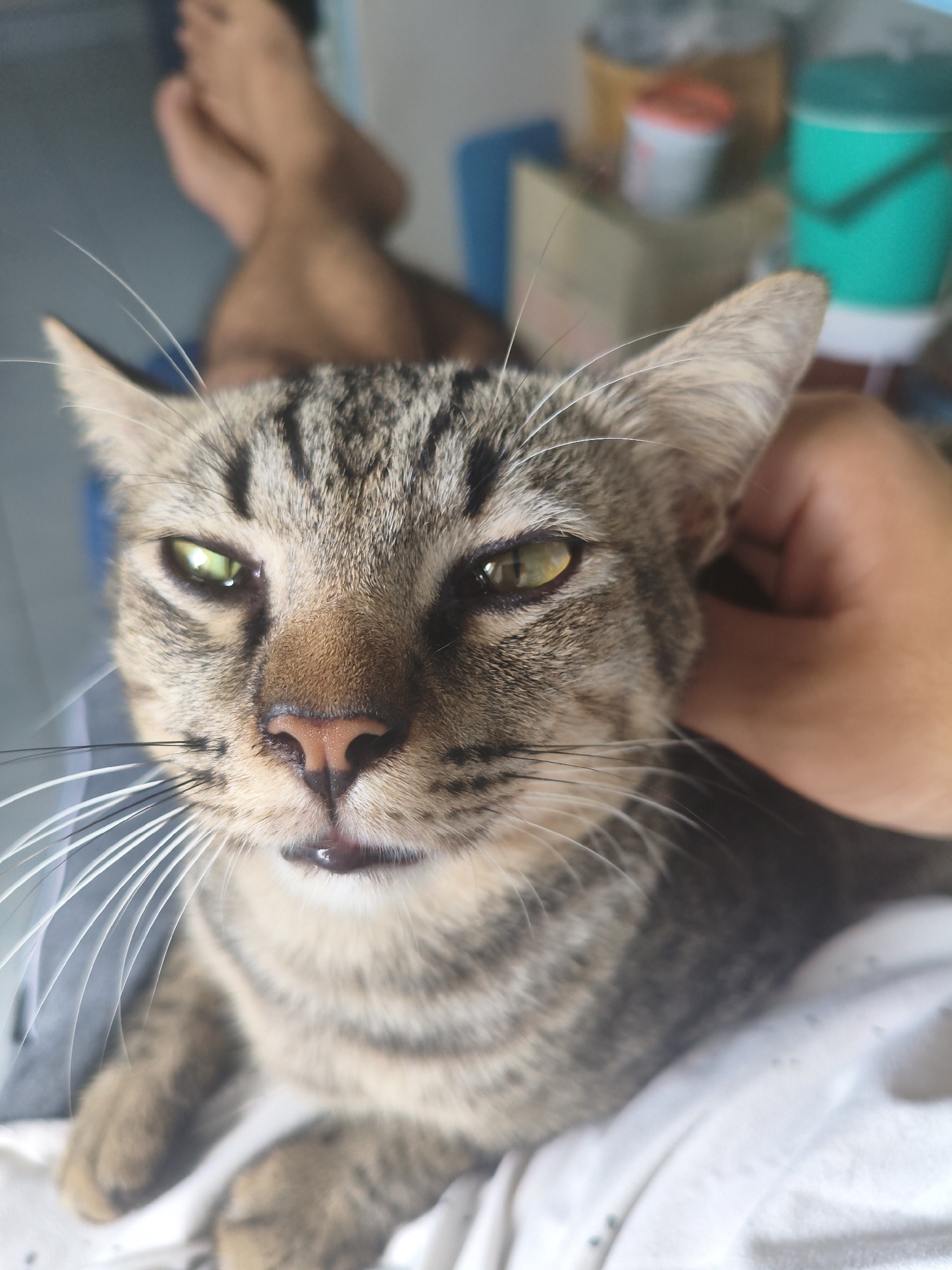 A close-up, eye-level shot shows a tabby cat's head and upper body. The cat's gaze is directed slightly upwards and to the left. Its mouth is slightly open, revealing a pink tongue. A human hand is visible on the right side of the frame, gently stroking the cat's head. In the background, out of focus, are human legs and feet, along with various household objects including buckets and containers. The scene appears to be indoors, with a bright, ambient light source.